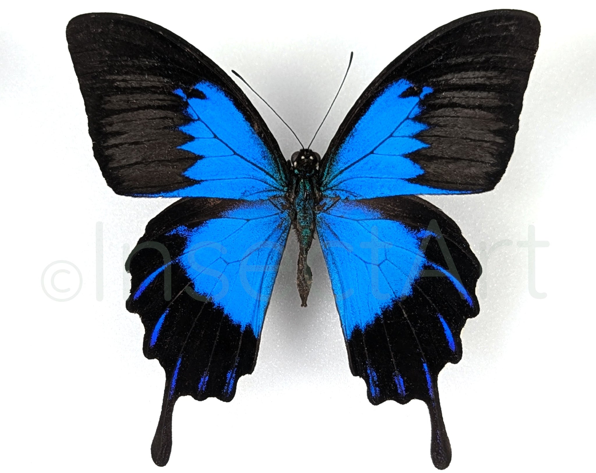 Papilio ulysses telegonus ♂  Schmetterling InsectArt
