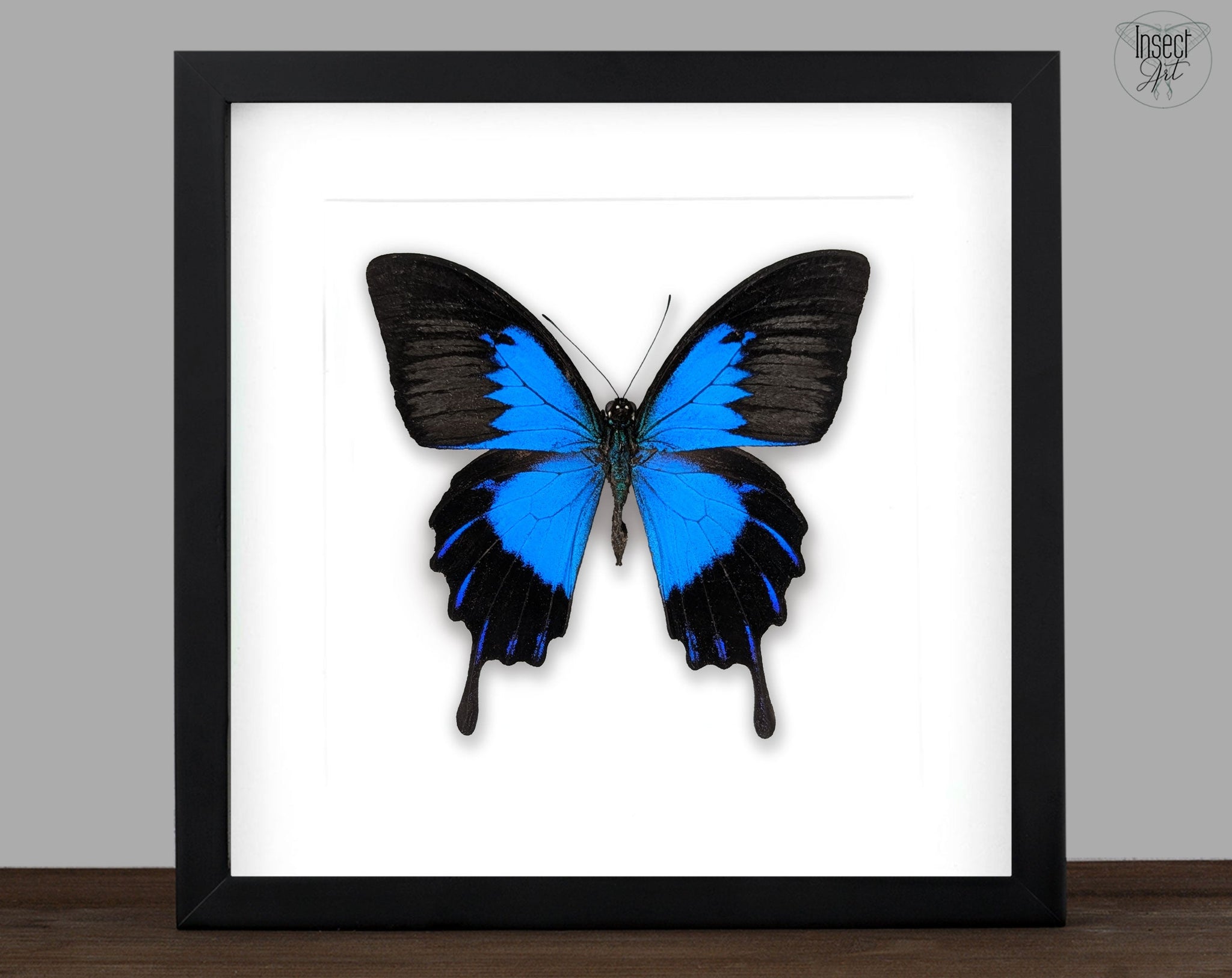 Papilio ulysses telegonus ♂  Schmetterling InsectArt