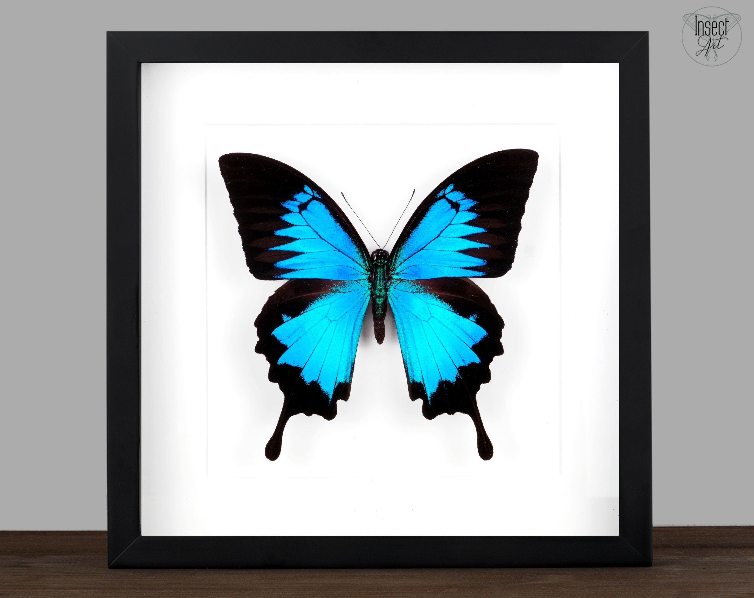 Papilio ulysses ♂  Schmetterling InsectArt
