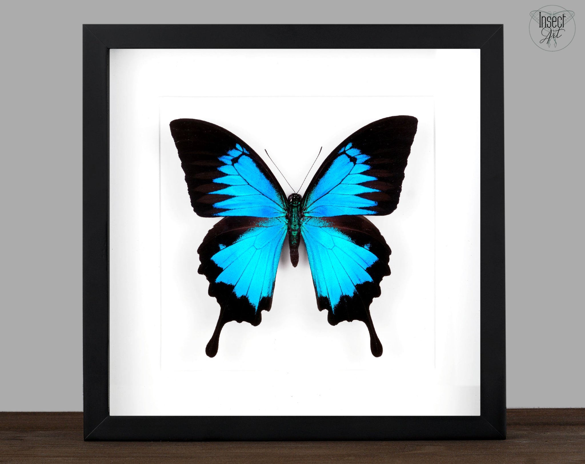 Papilio ulysses ♂  Schmetterling InsectArt