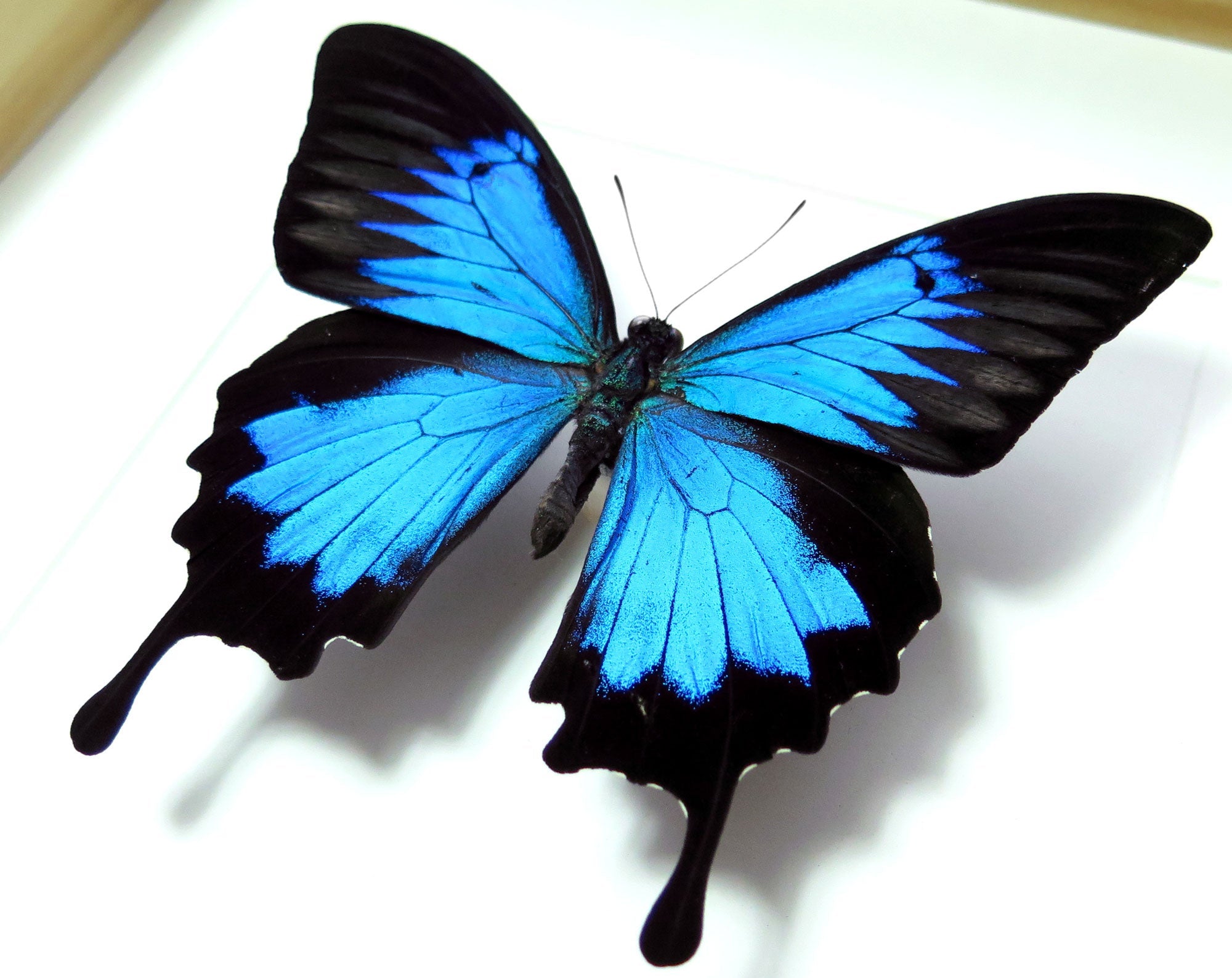 Papilio ulysses ♂  Schmetterling InsectArt