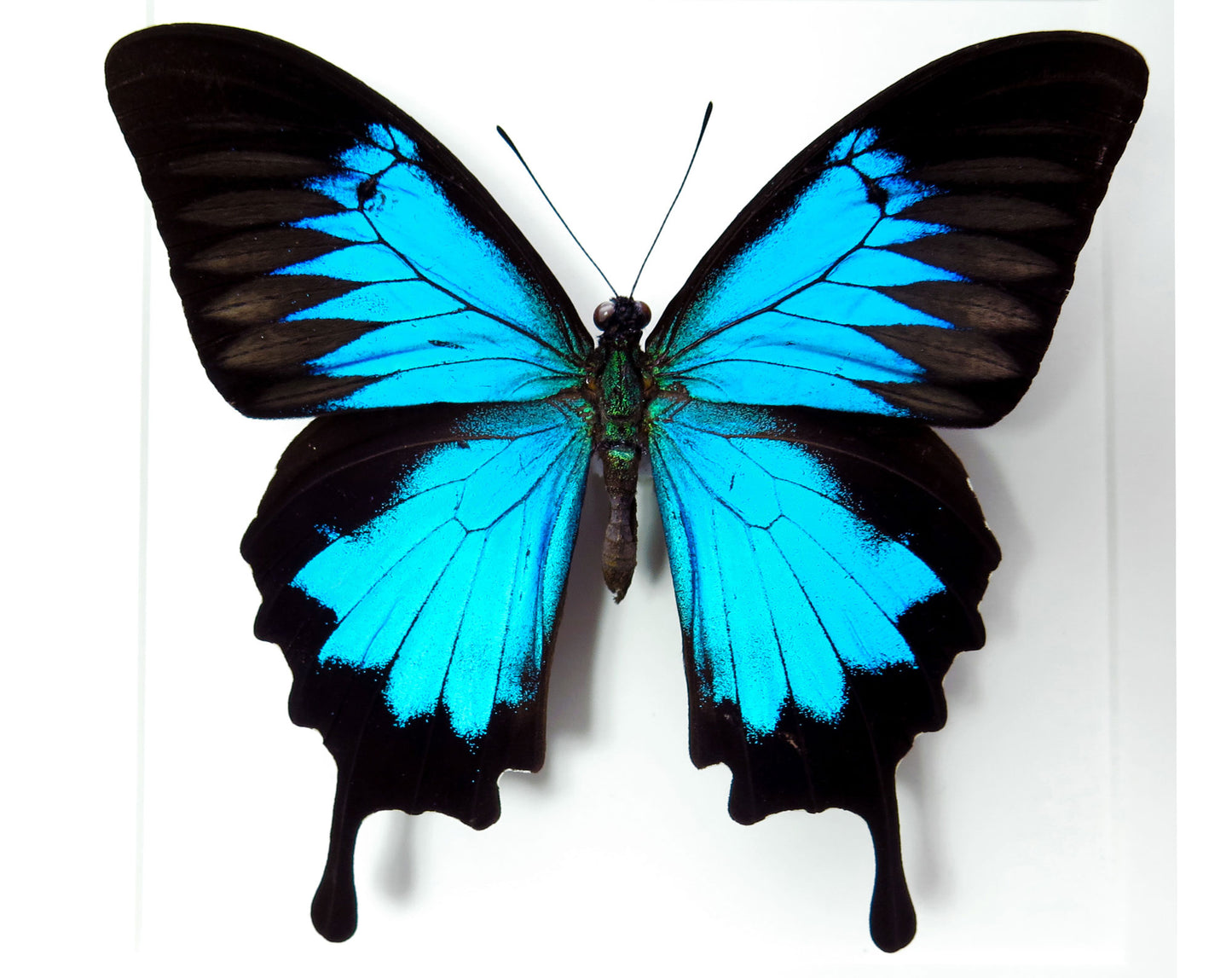 Papilio Ulysse