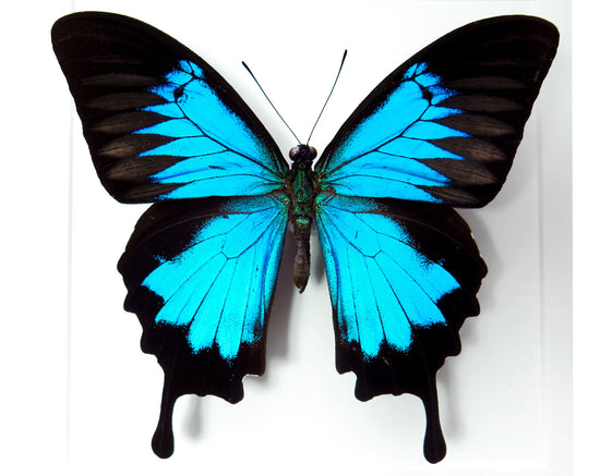 Papilio ulysses