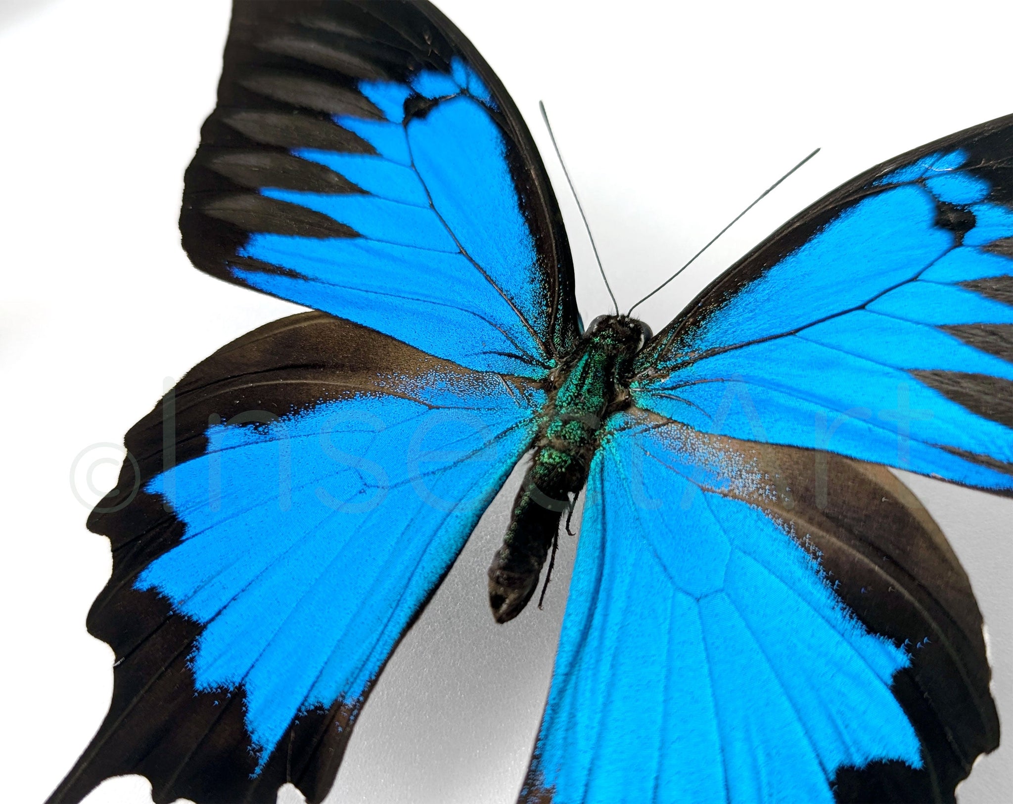 Papilio ulysses ♂  Schmetterling InsectArt