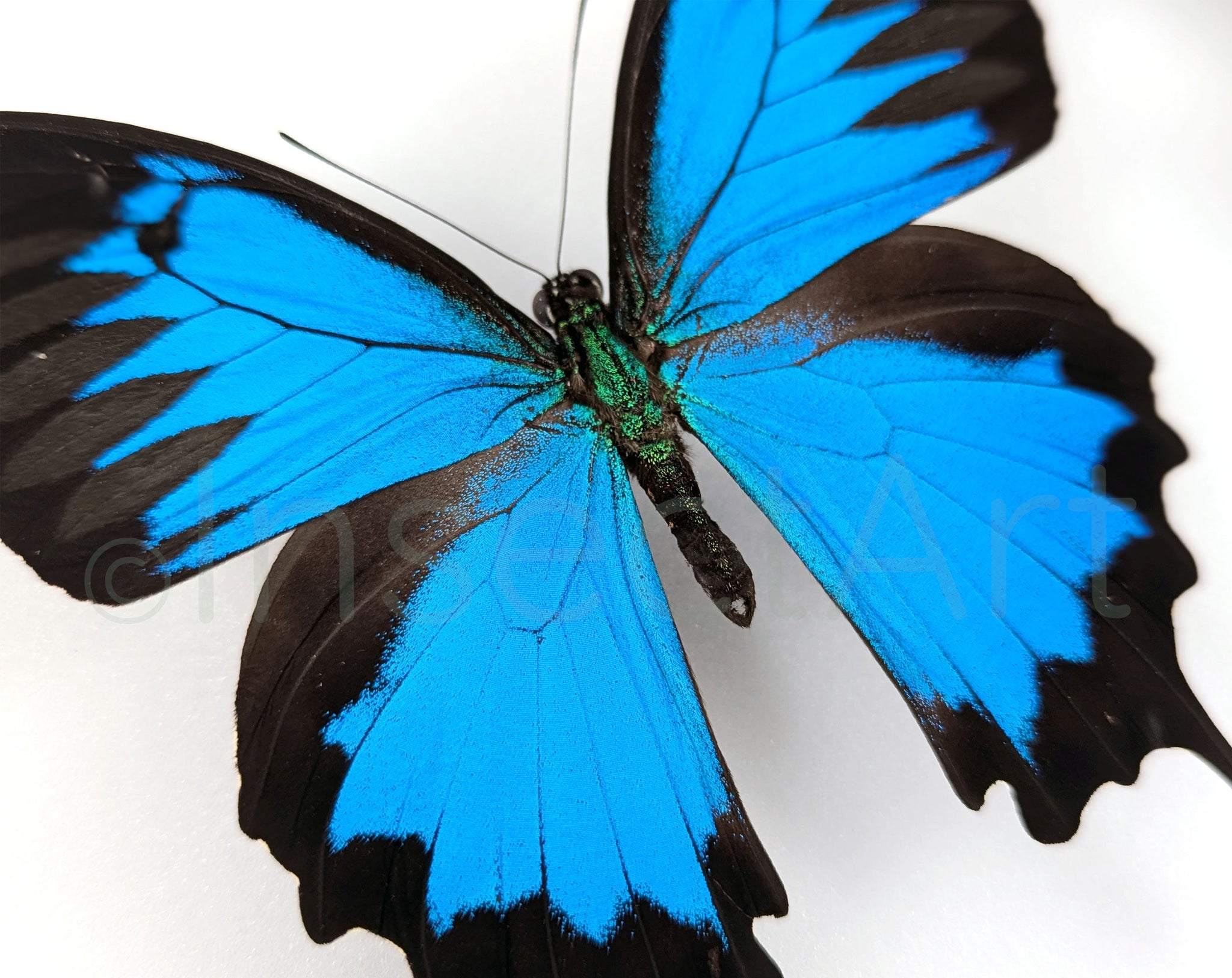 Papilio ulysses ♂  Schmetterling InsectArt