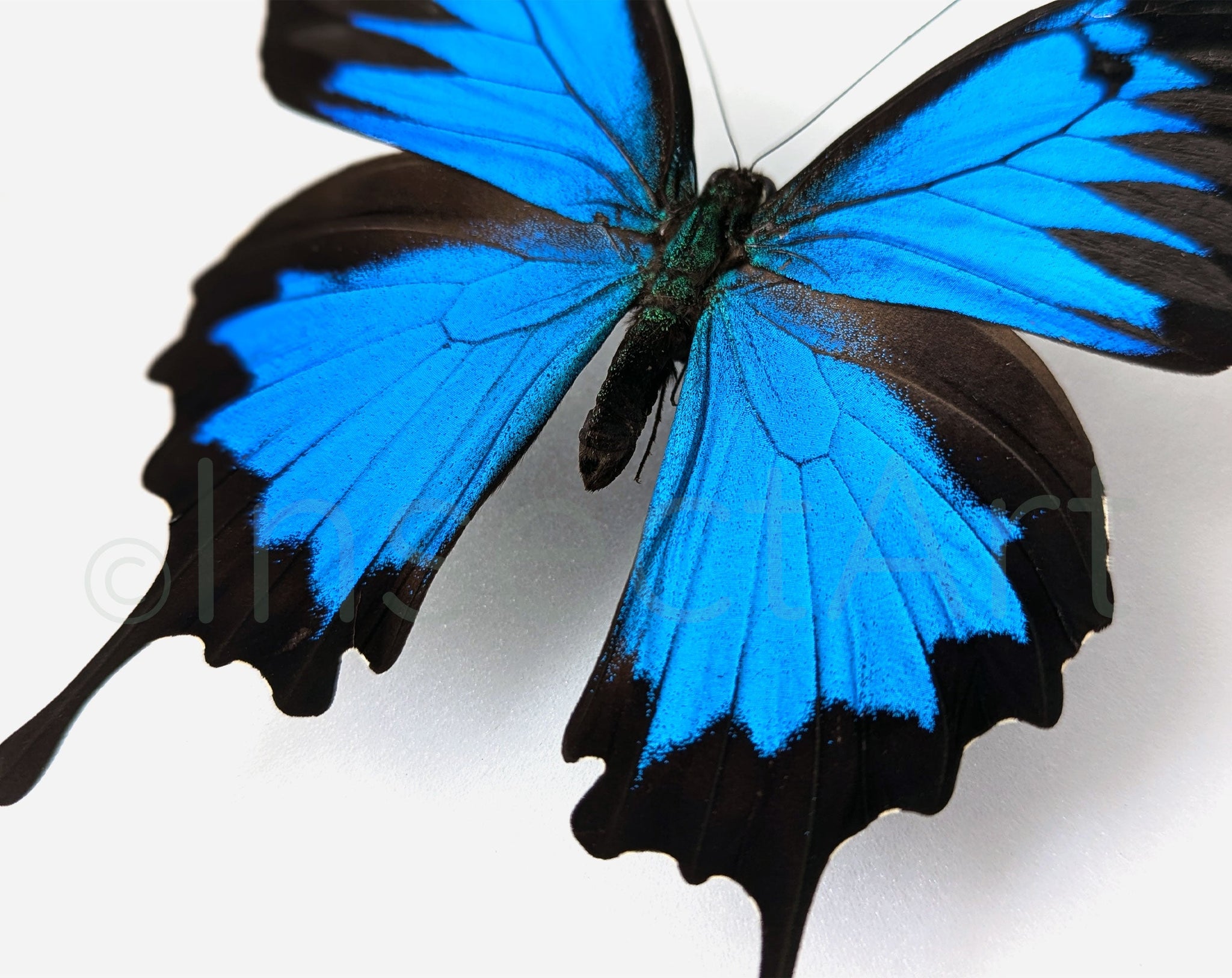 Papilio ulysses ♂  Schmetterling InsectArt