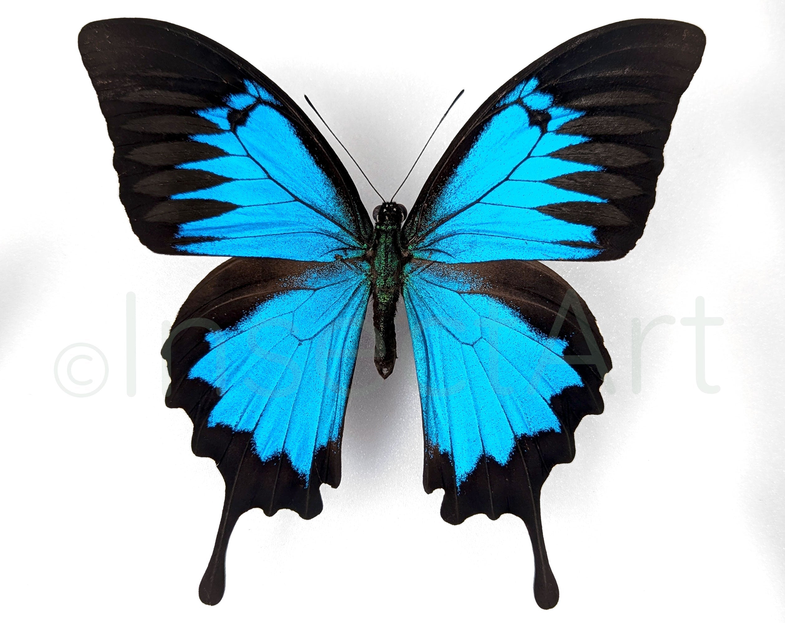 Papilio ulysses ♂  Schmetterling InsectArt