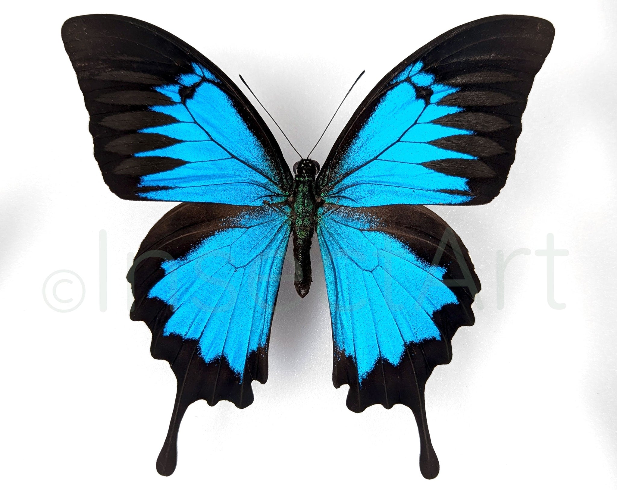 Papilio ulysses ♂  Schmetterling InsectArt