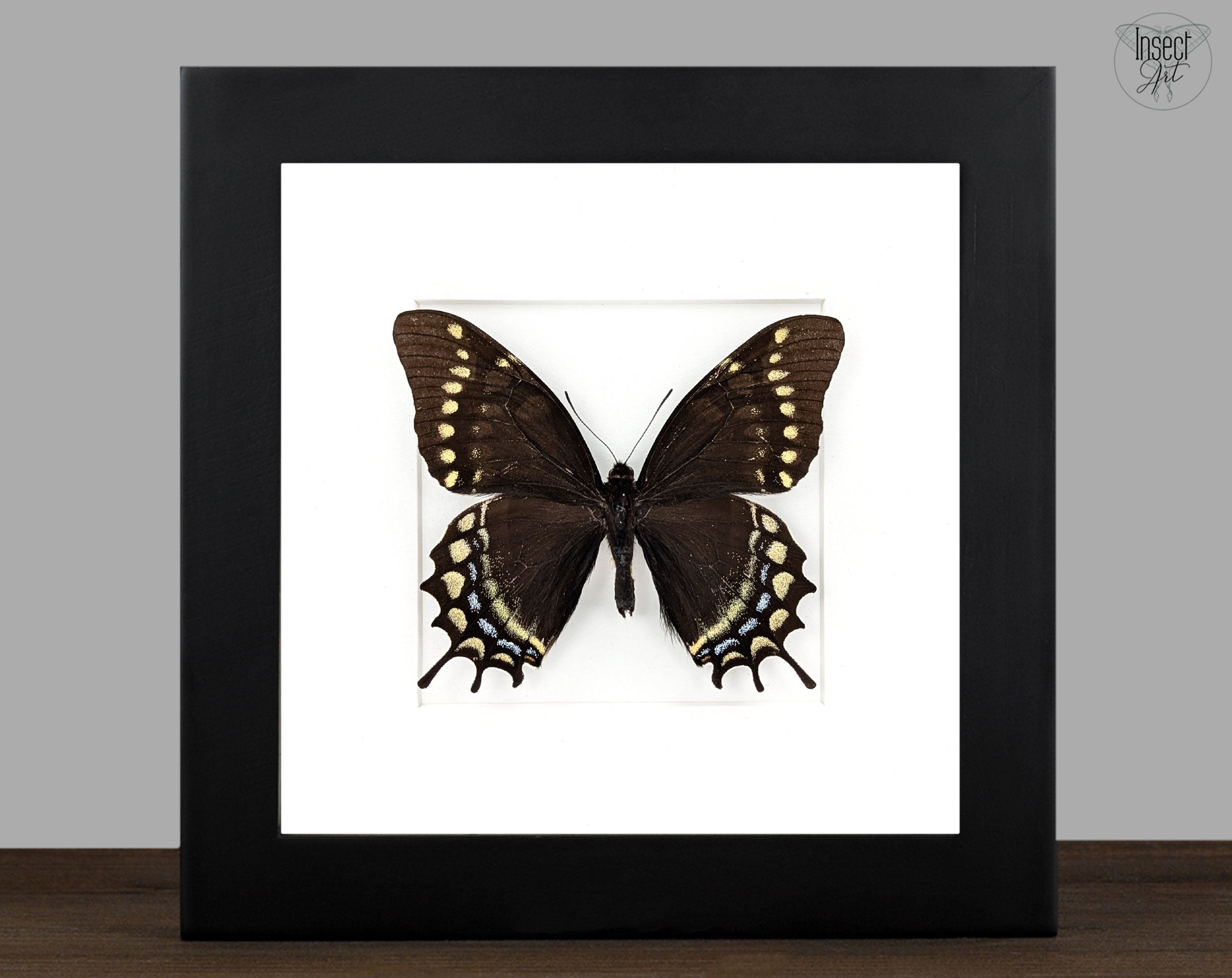 Papilio warscewiczii, echter Schmetterling im Rahmen