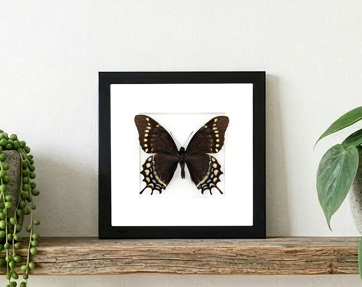 Papilio warscewiczii, echter Schmetterling im Rahmen
