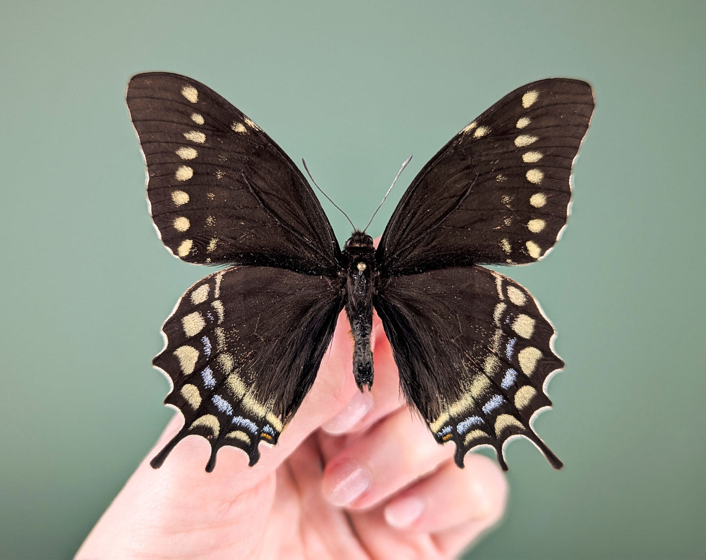 Papilio warscewiczii, real butterfly in frame