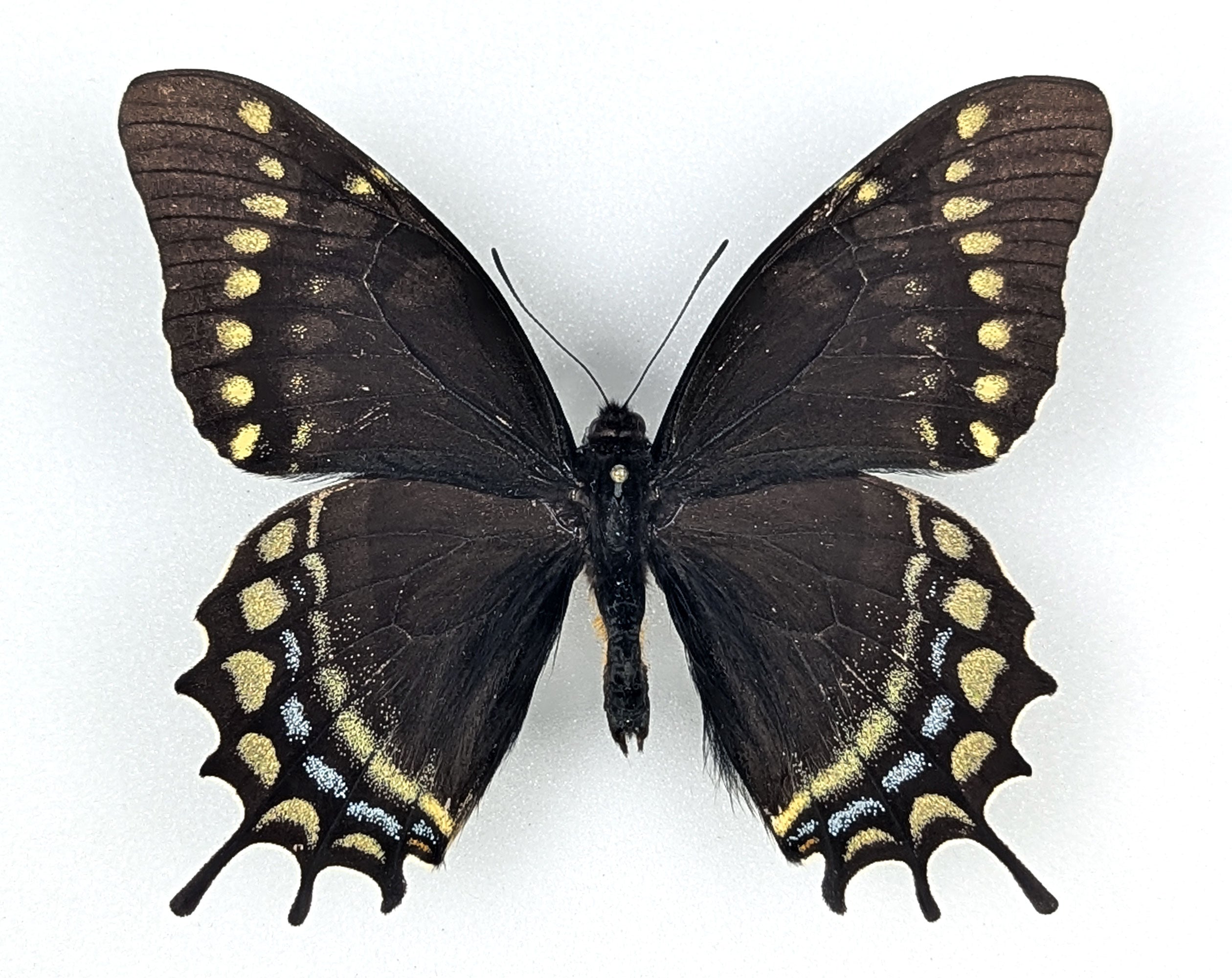 Papilio warscewiczii, echter Schmetterling im Rahmen