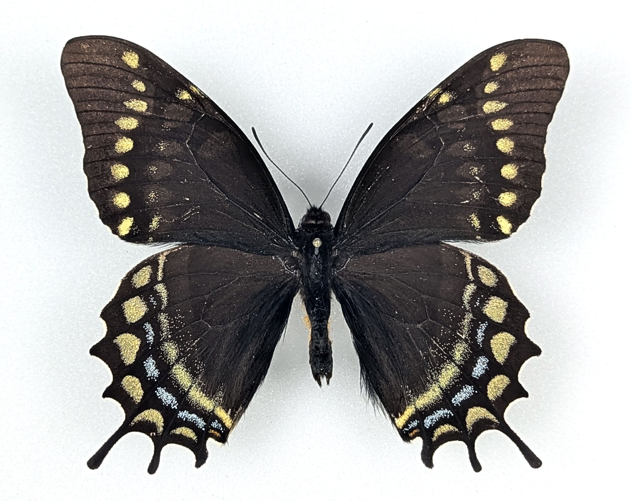 Papilio warscewiczii, echter Schmetterling im Rahmen
