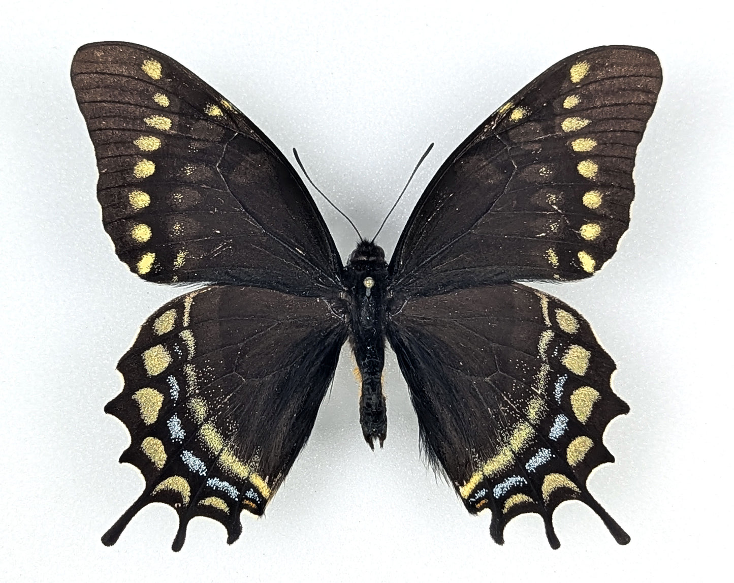 Papilio warscewiczii, real butterfly in frame