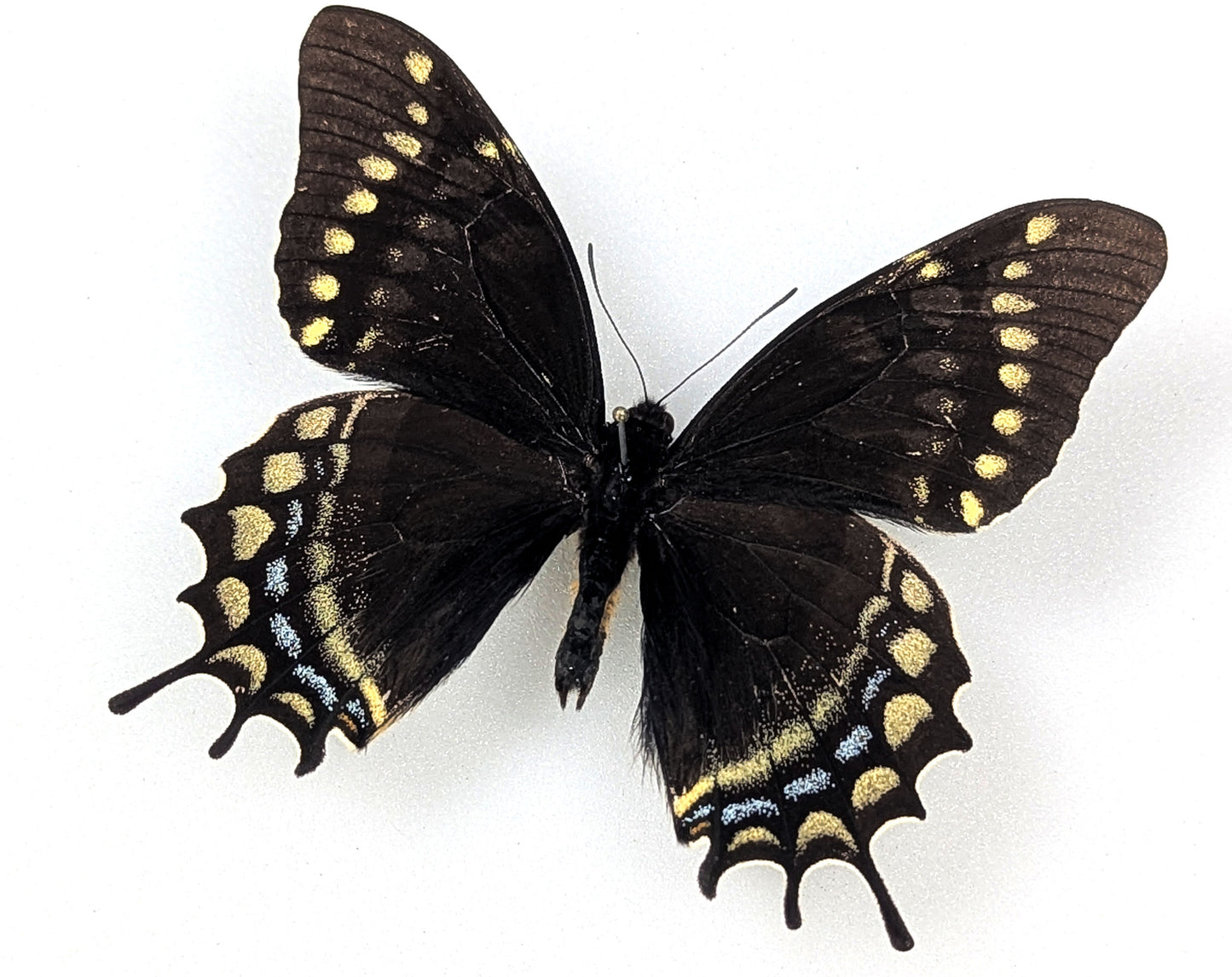Papilio warscewiczii, real butterfly in frame