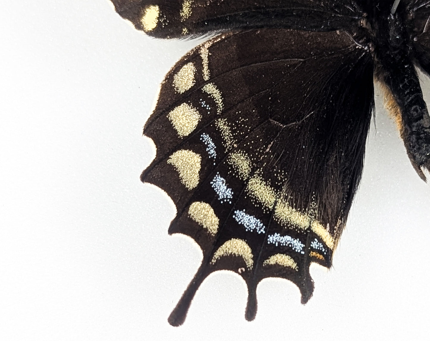 Papilio warscewiczii, real butterfly in frame