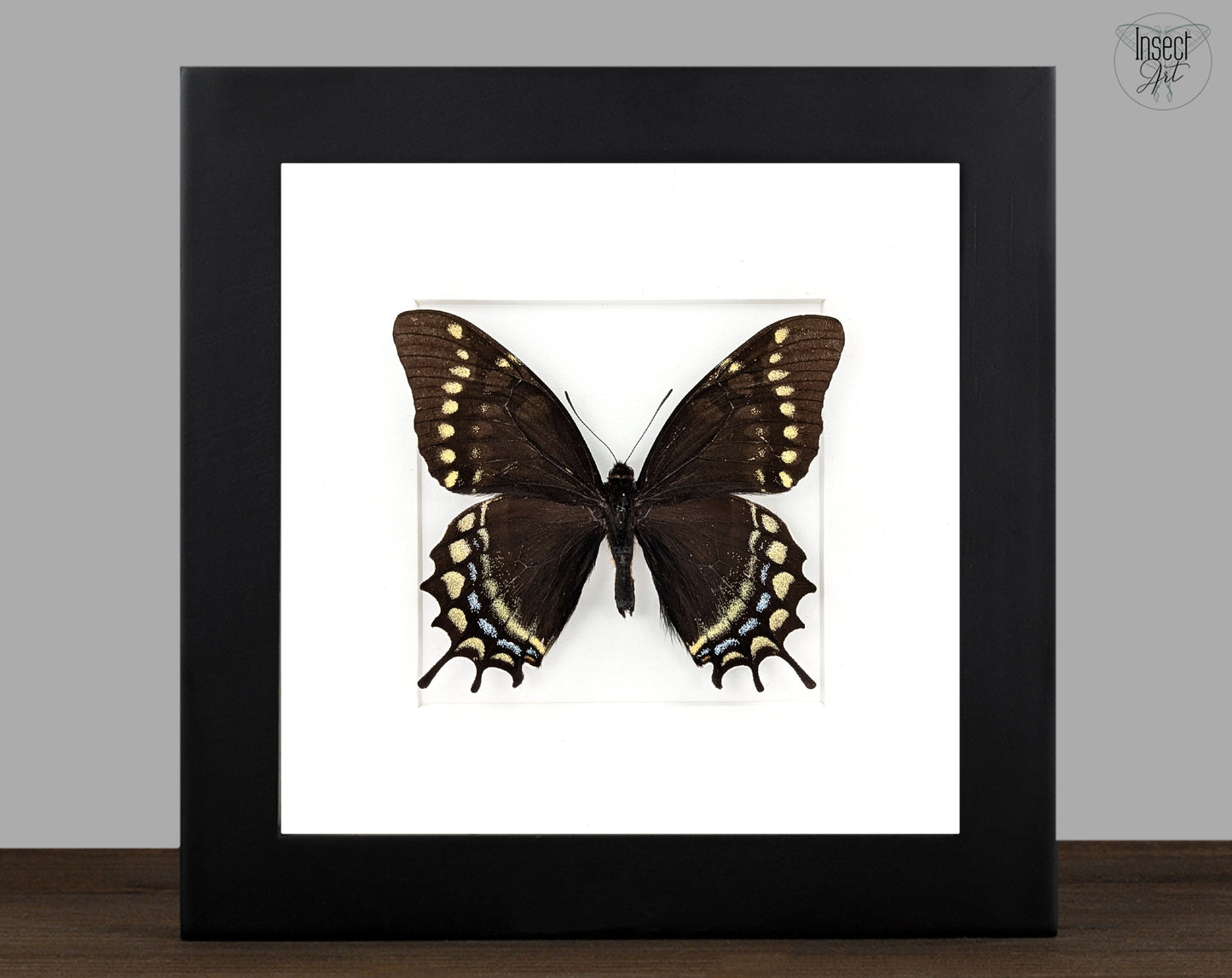 Papilio warscewiczii, real butterfly in frame
