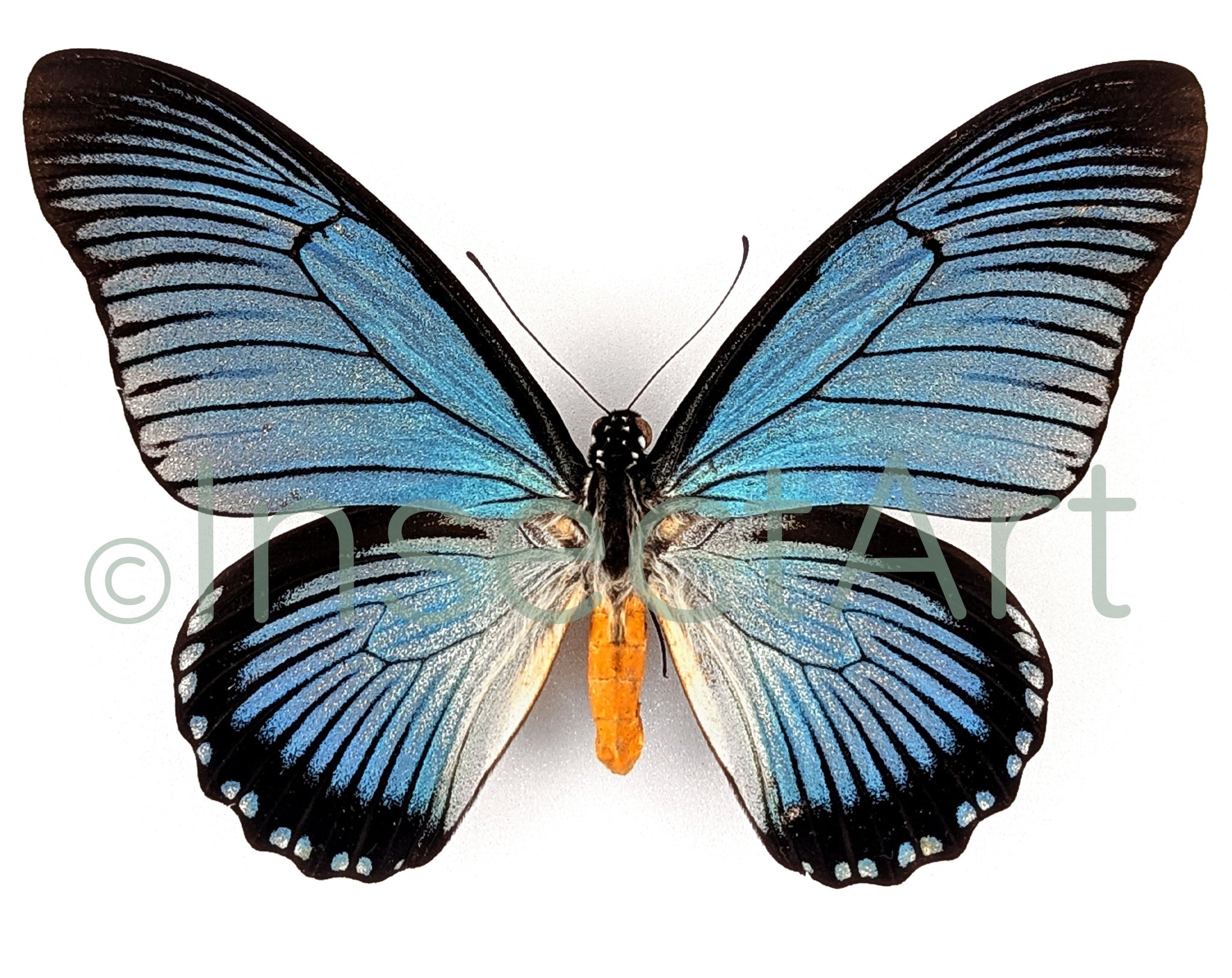 Papilio zalmoxis ♂  Schmetterling InsectArt