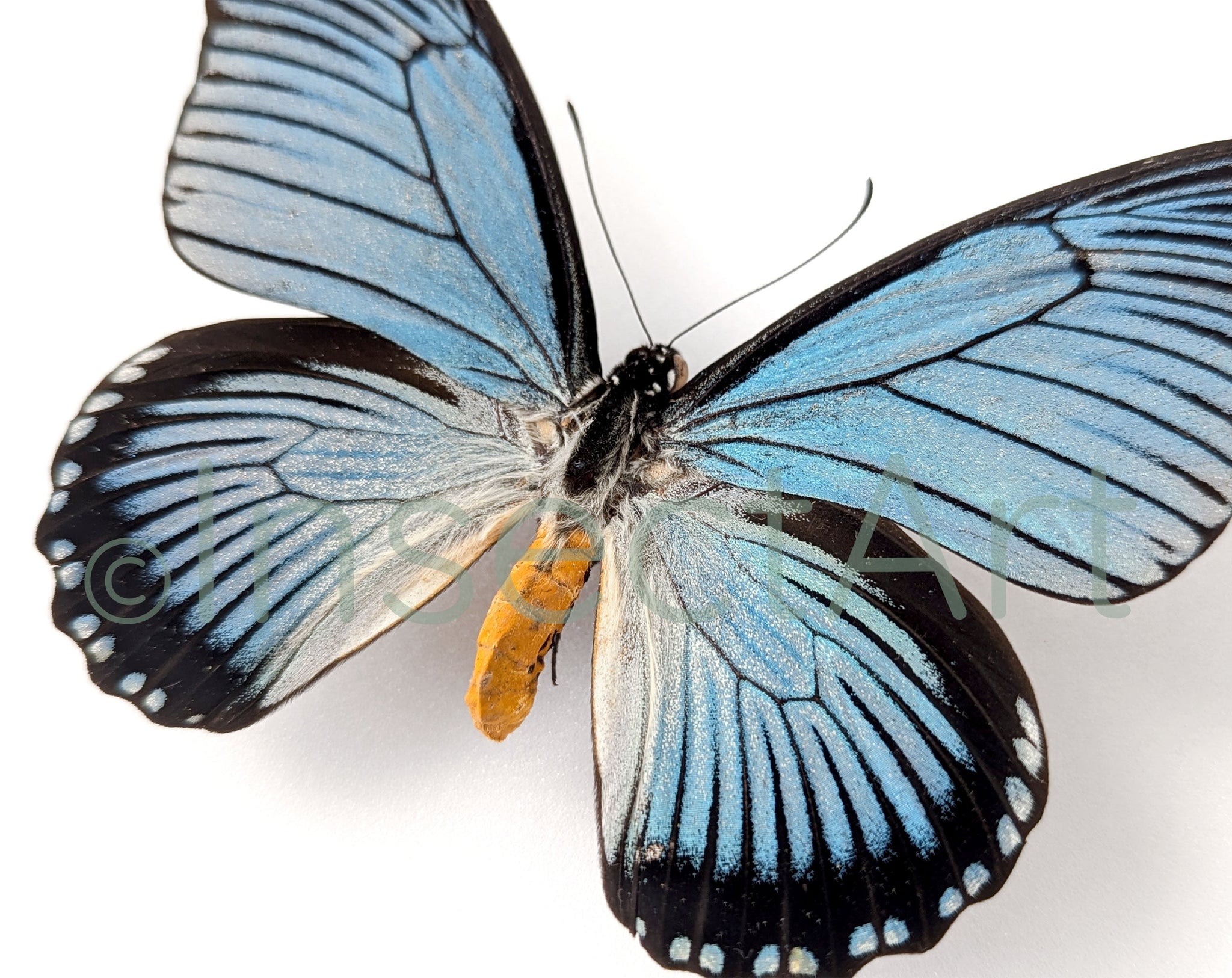 Papilio zalmoxis ♂  Schmetterling InsectArt
