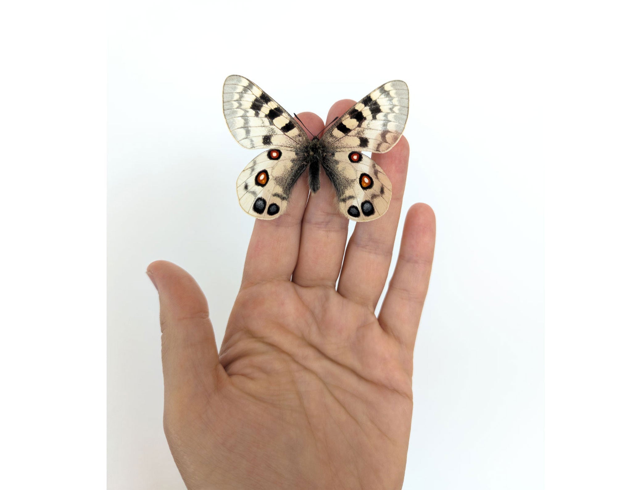 Parnassius imperator  Schmetterling InsectArt