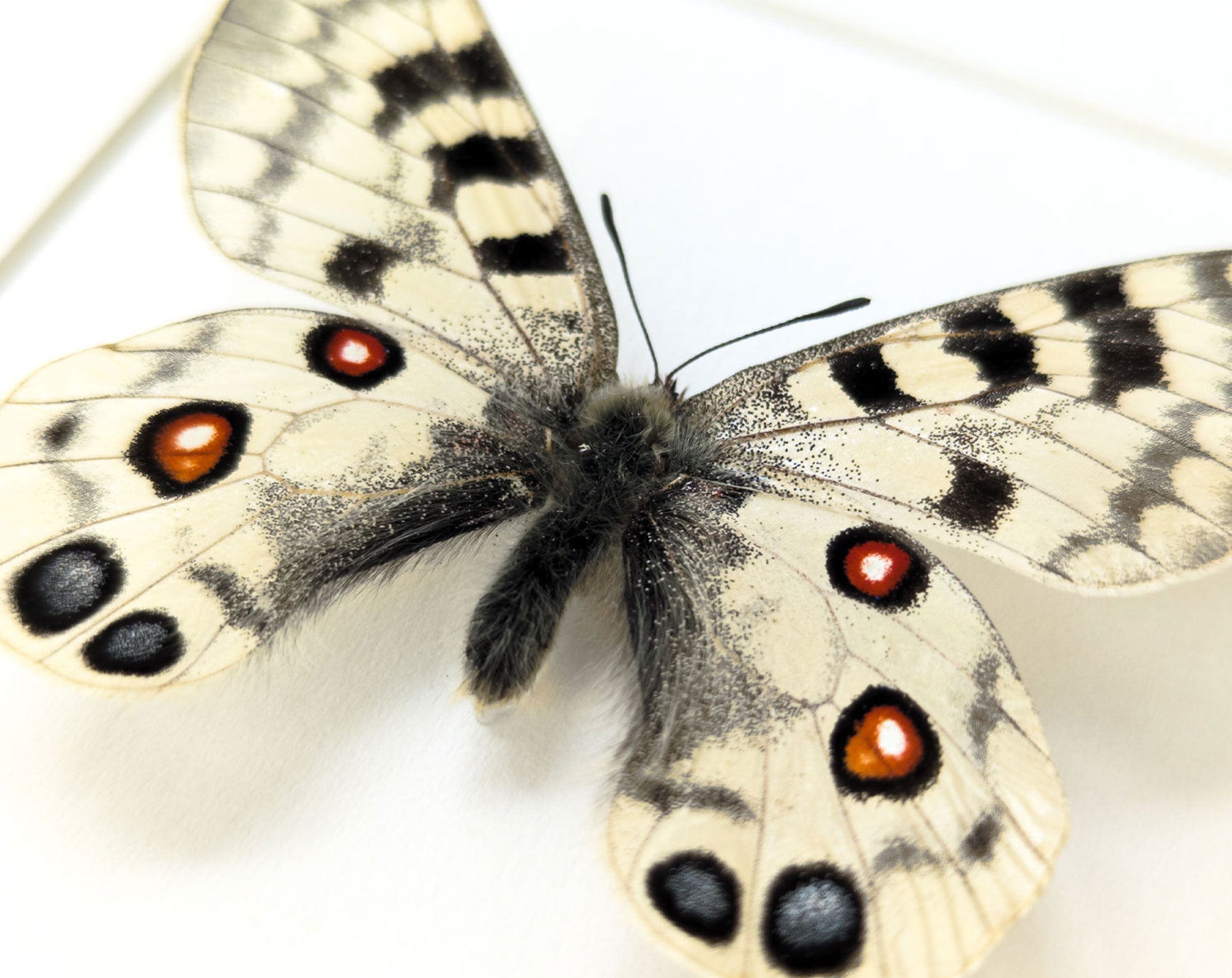 Parnassius imperator  Schmetterling InsectArt