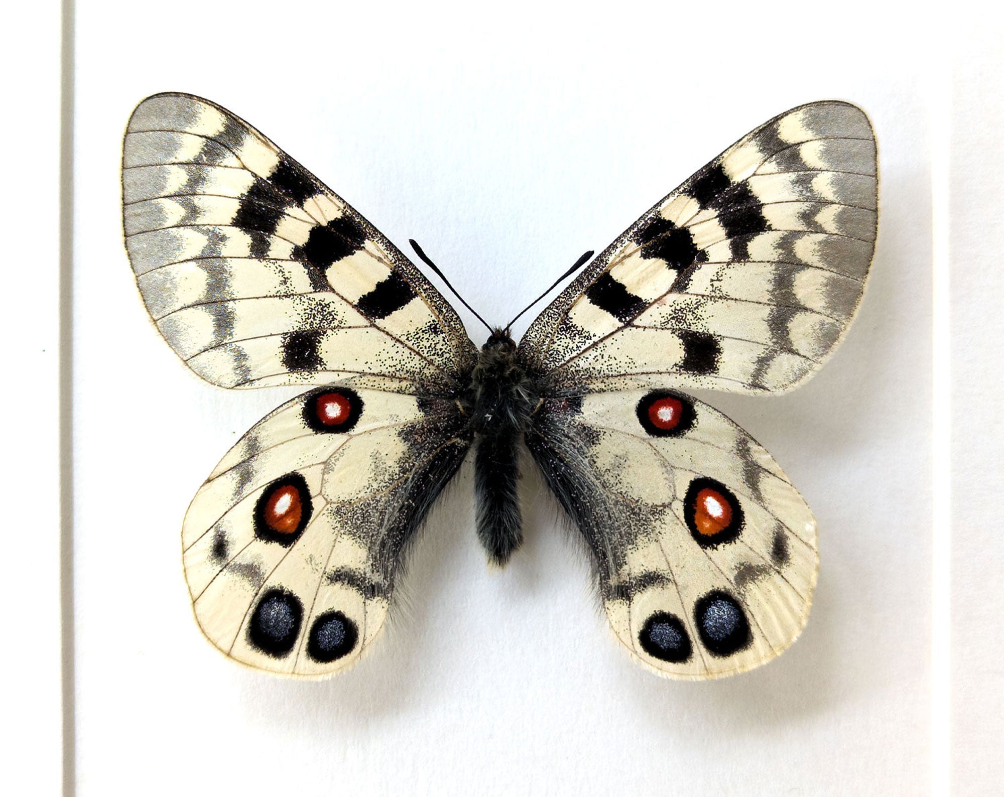 Parnassius imperator  Schmetterling InsectArt