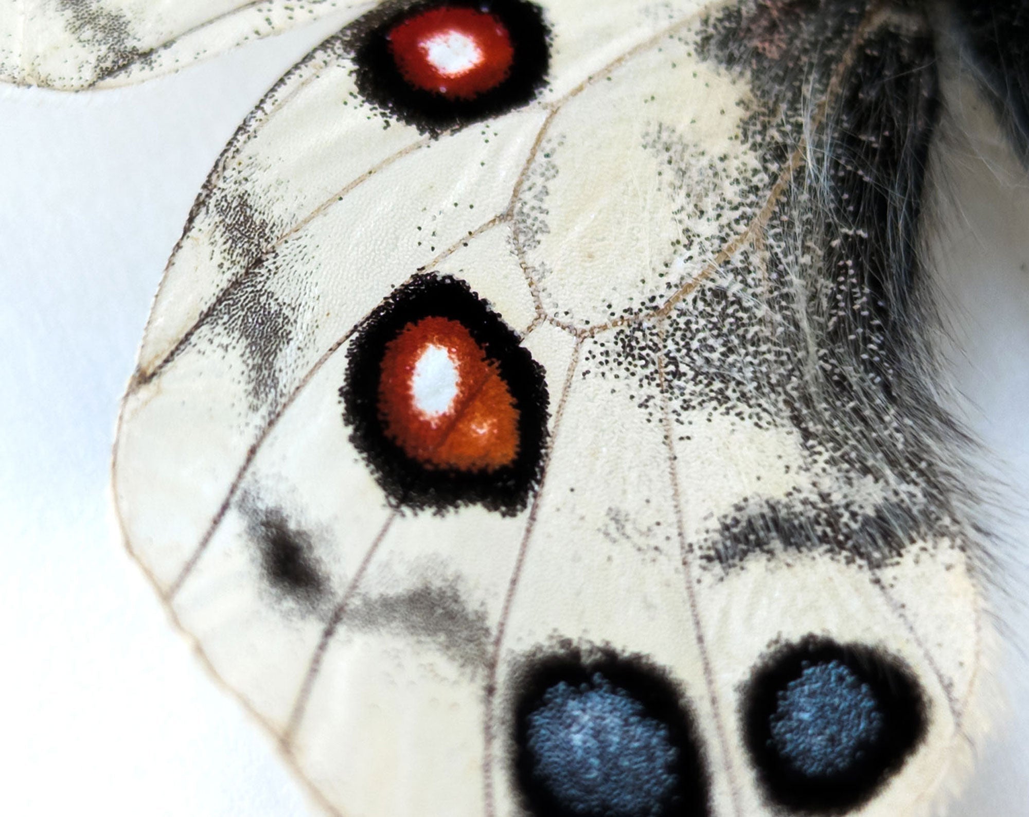 Parnassius imperator  Schmetterling InsectArt