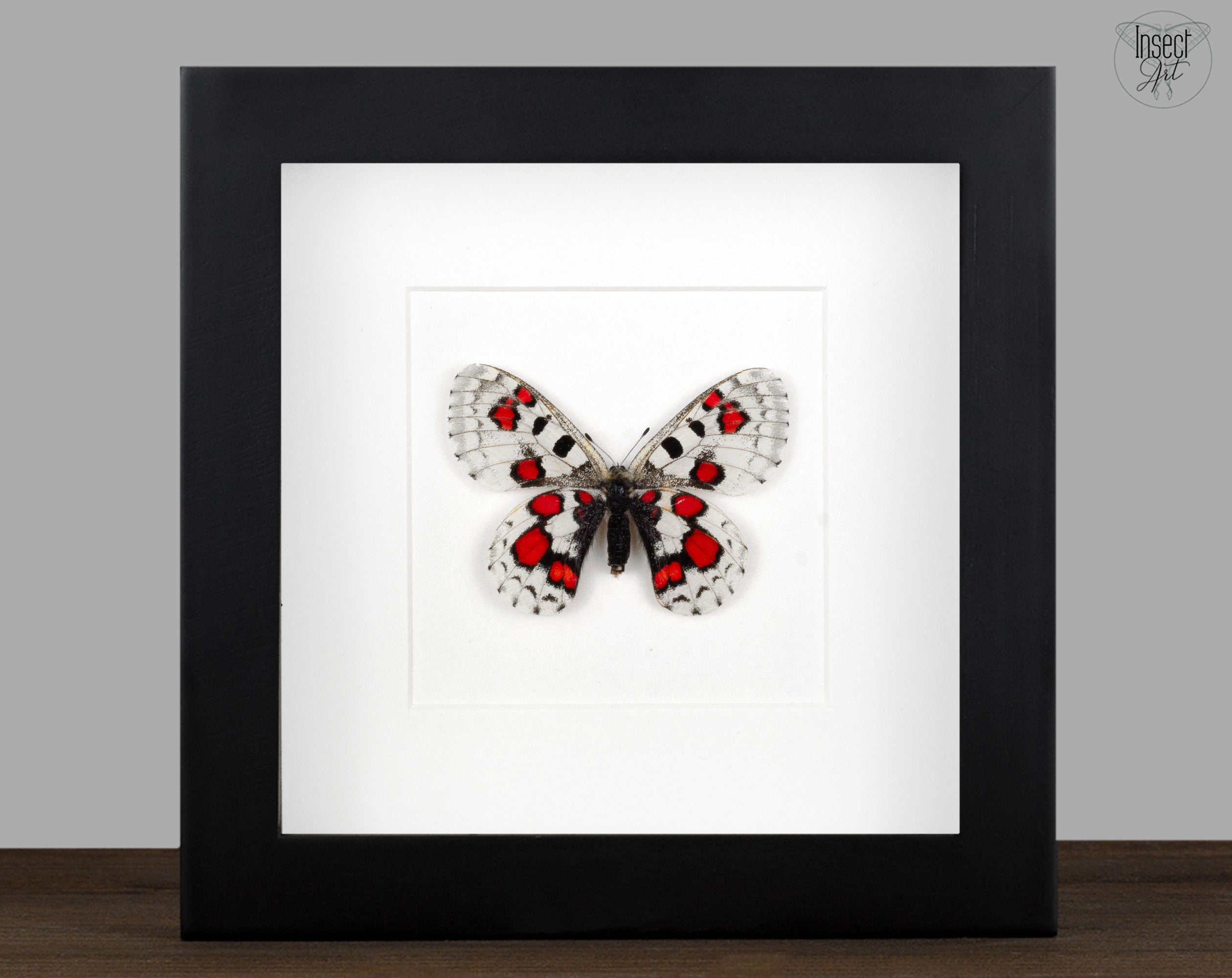 Parnassius nomion koiwayai RED  Schmetterling InsectArt