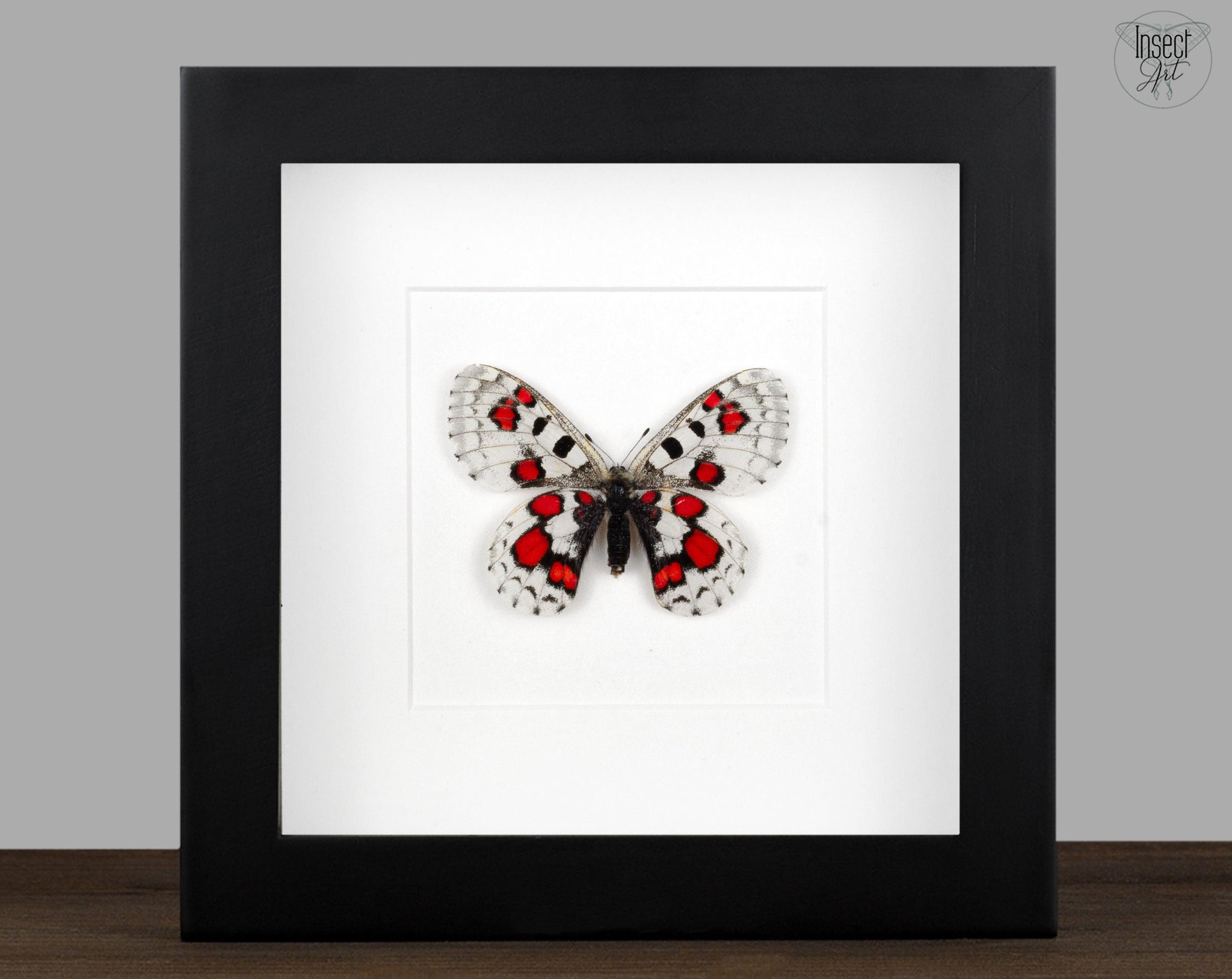 Parnassius nomion koiwayai RED  Schmetterling InsectArt
