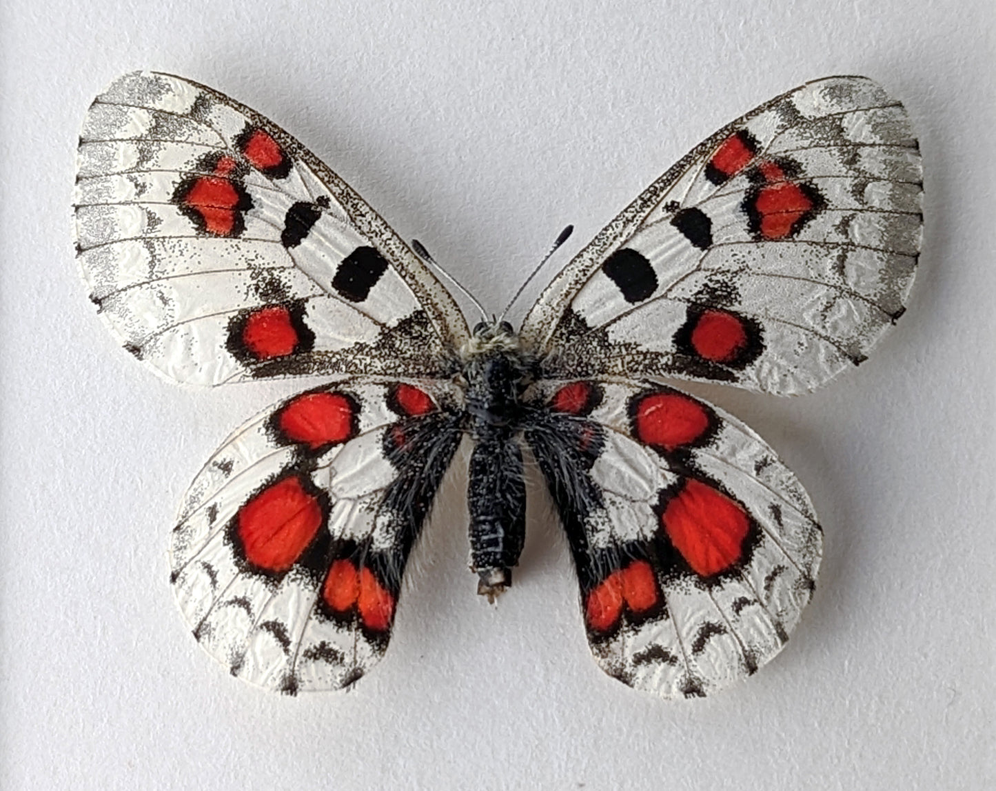 Parnassius nomion koiwayai ROUGE