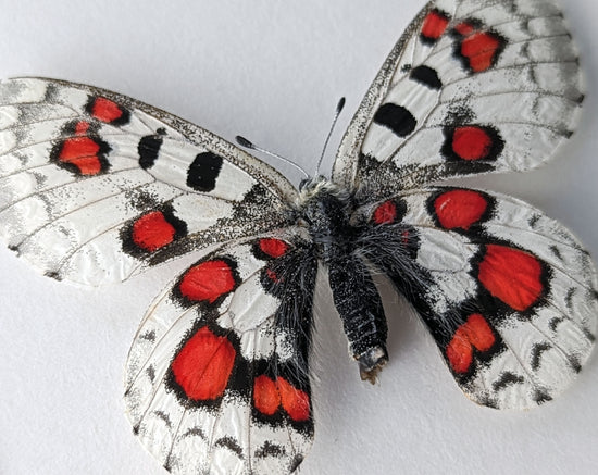 Parnassius nomion koiwayai ROUGE