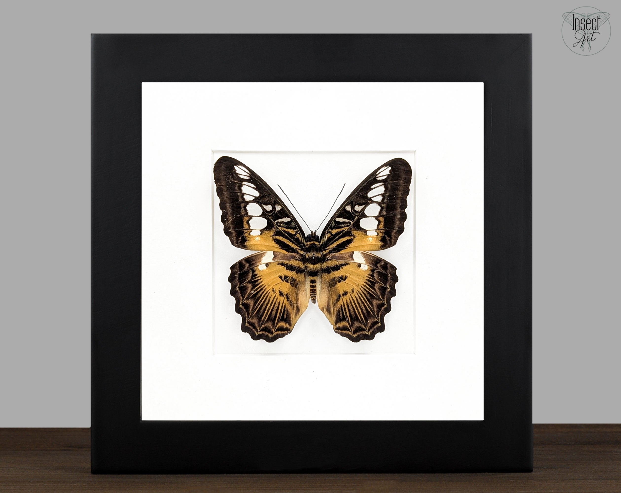 Parthenos sylvia, echter Segelfalter Schmetterling im Rahmen