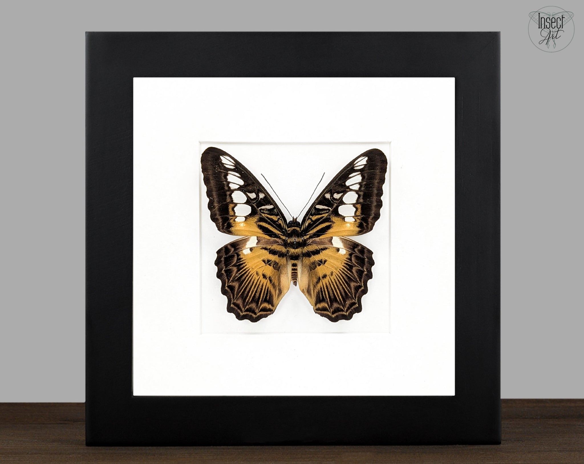 Parthenos sylvia, echter Segelfalter Schmetterling im Rahmen