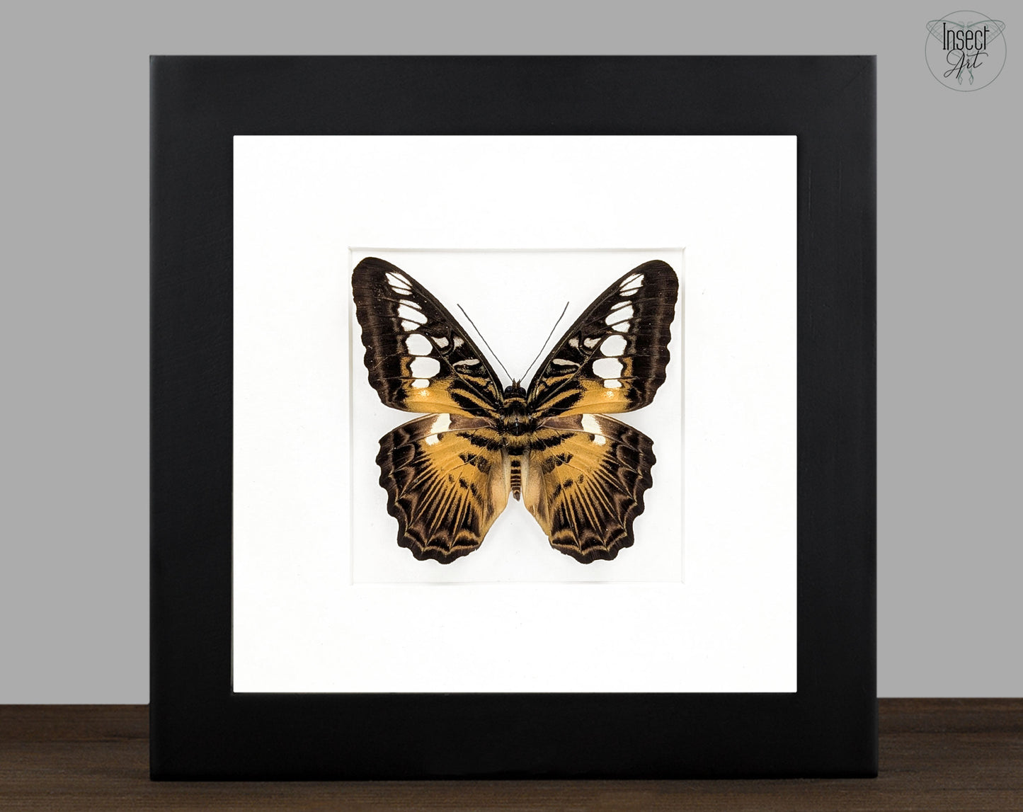 Parthenos sylvia, echter Segelfalter Schmetterling im Rahmen