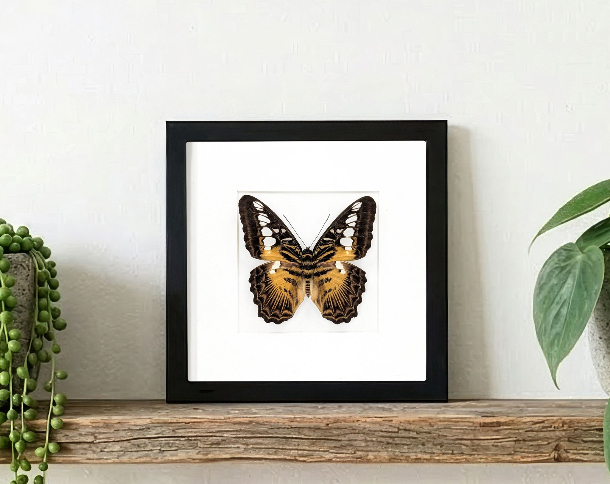 Parthenos sylvia, echter Segelfalter Schmetterling im Rahmen