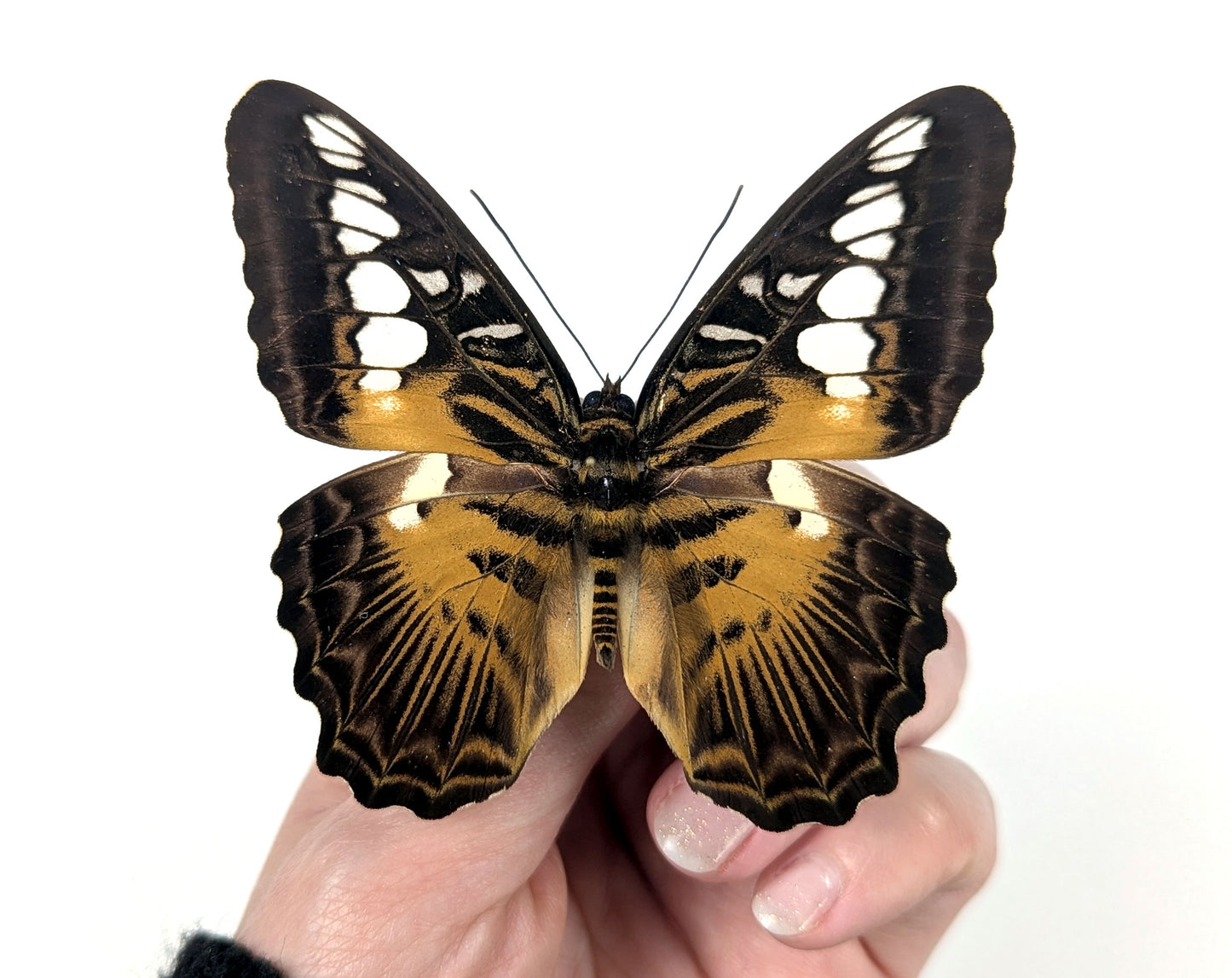 Parthenos sylvia, echter Segelfalter Schmetterling im Rahmen