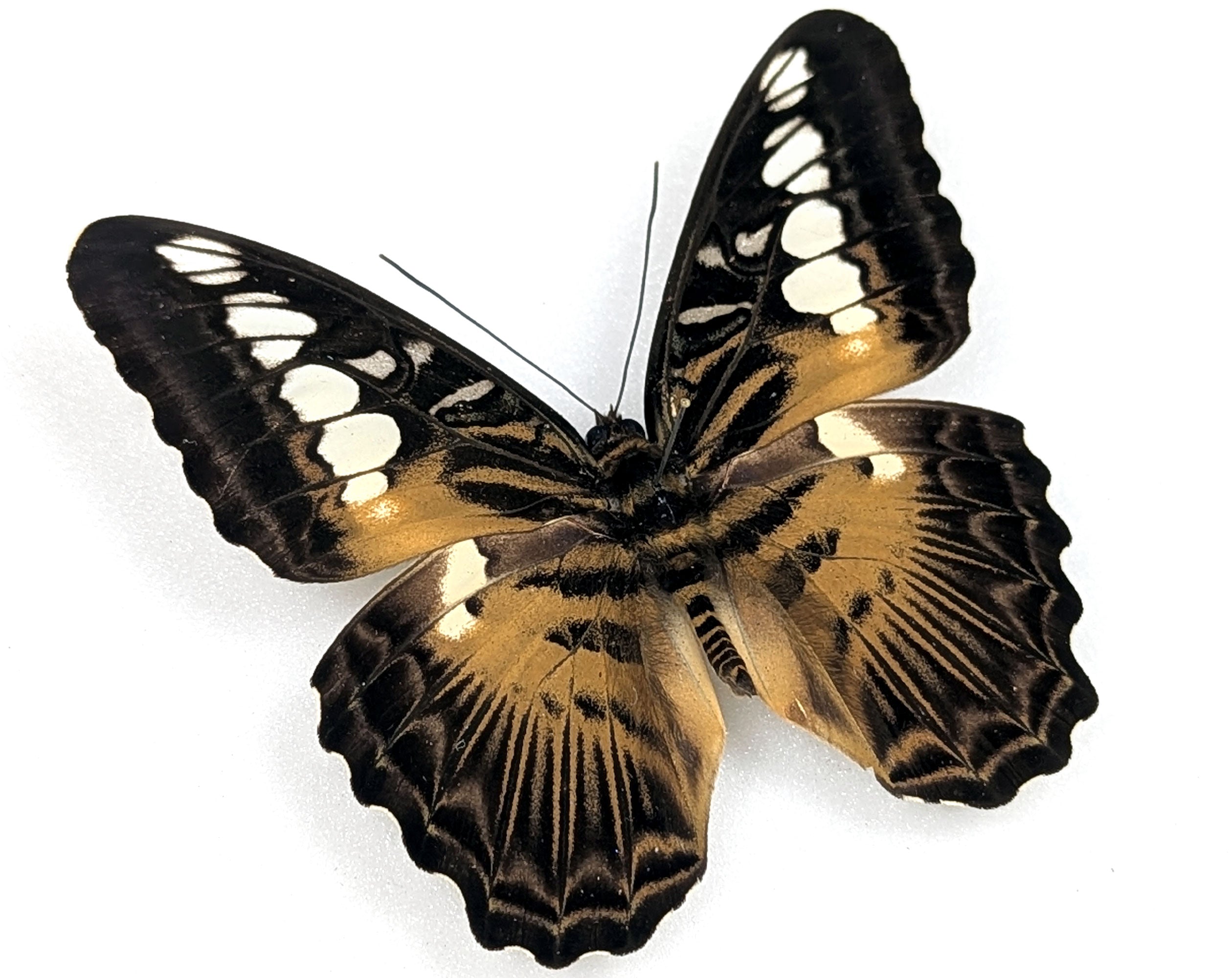 Parthenos sylvia, echter Segelfalter Schmetterling im Rahmen