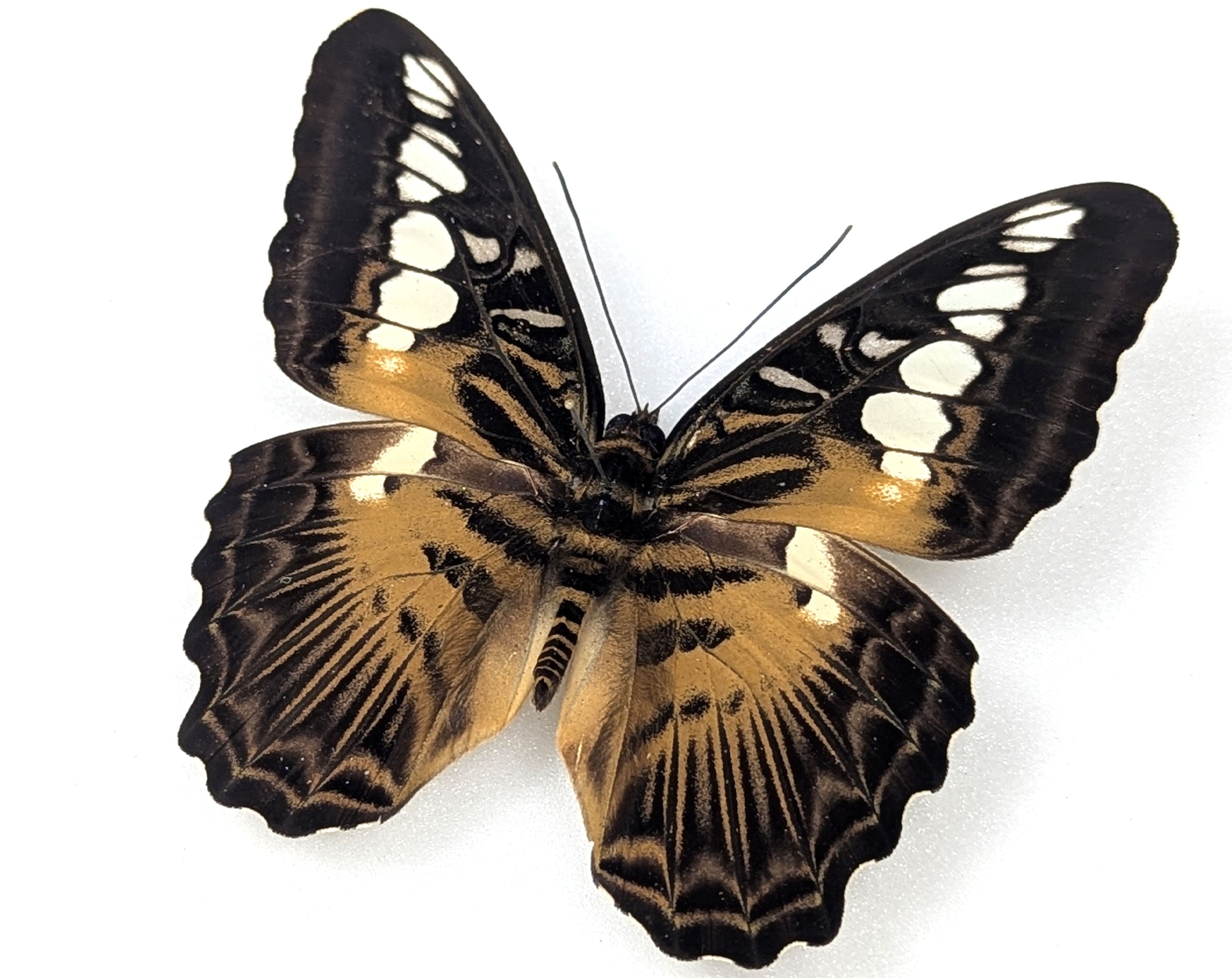 Parthenos sylvia, echter Segelfalter Schmetterling im Rahmen