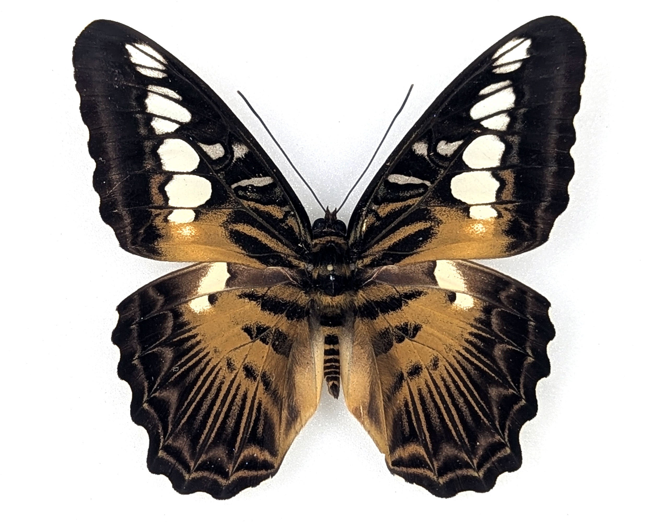 Parthenos sylvia, echter Segelfalter Schmetterling im Rahmen