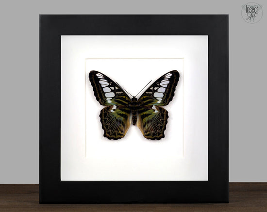 Parthenos sylvia