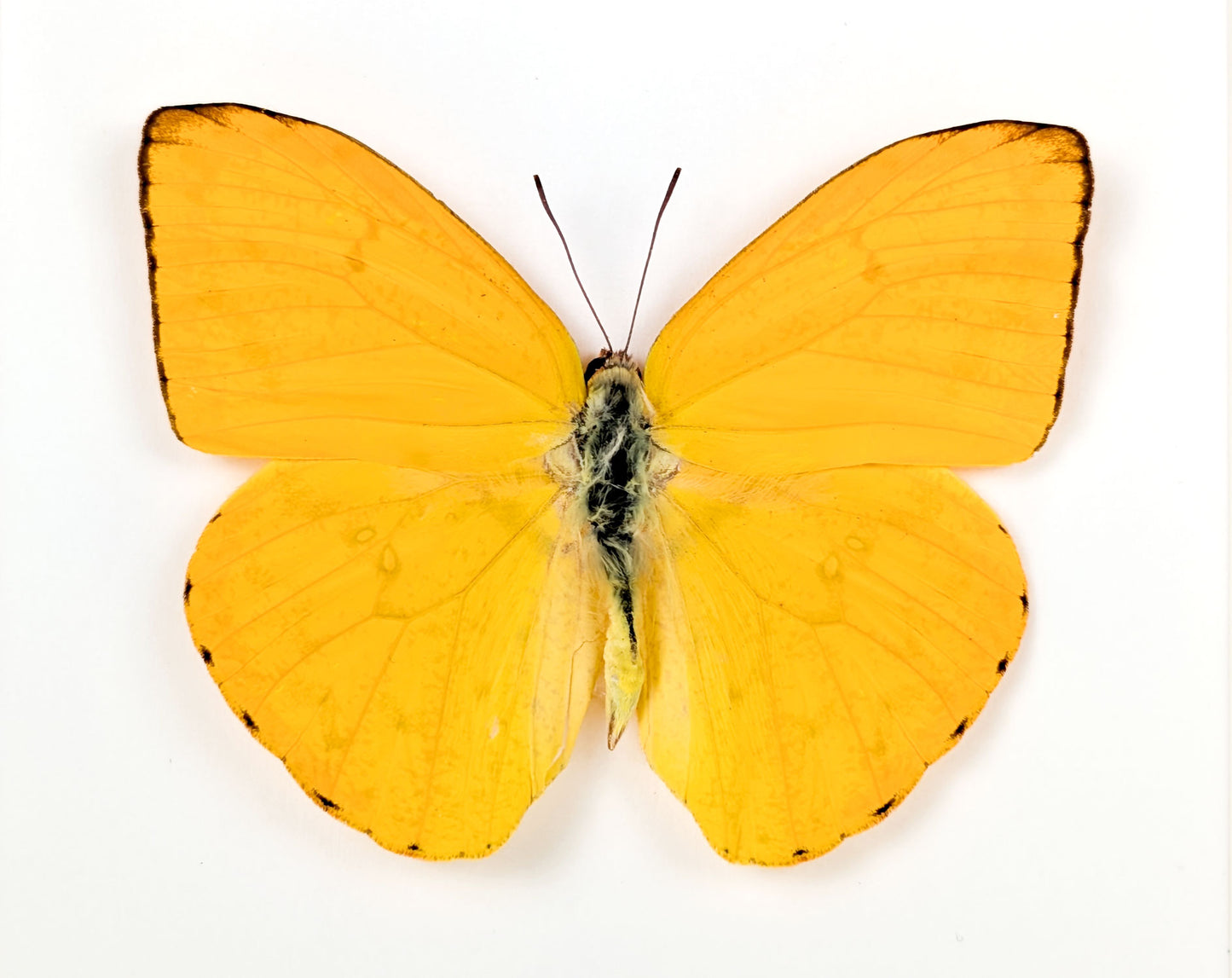 Phoebis argante | Echter Zitronenfalter Schmetterling im Rahmen