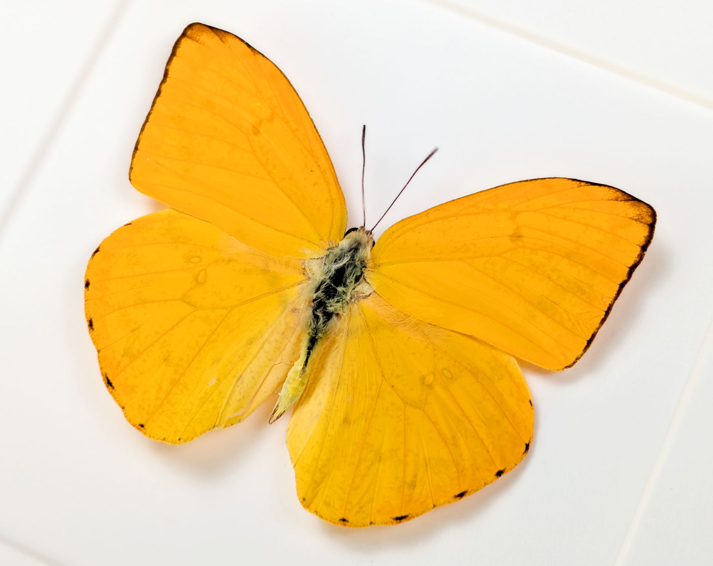 Phoebis argante | Echter Zitronenfalter Schmetterling im Rahmen