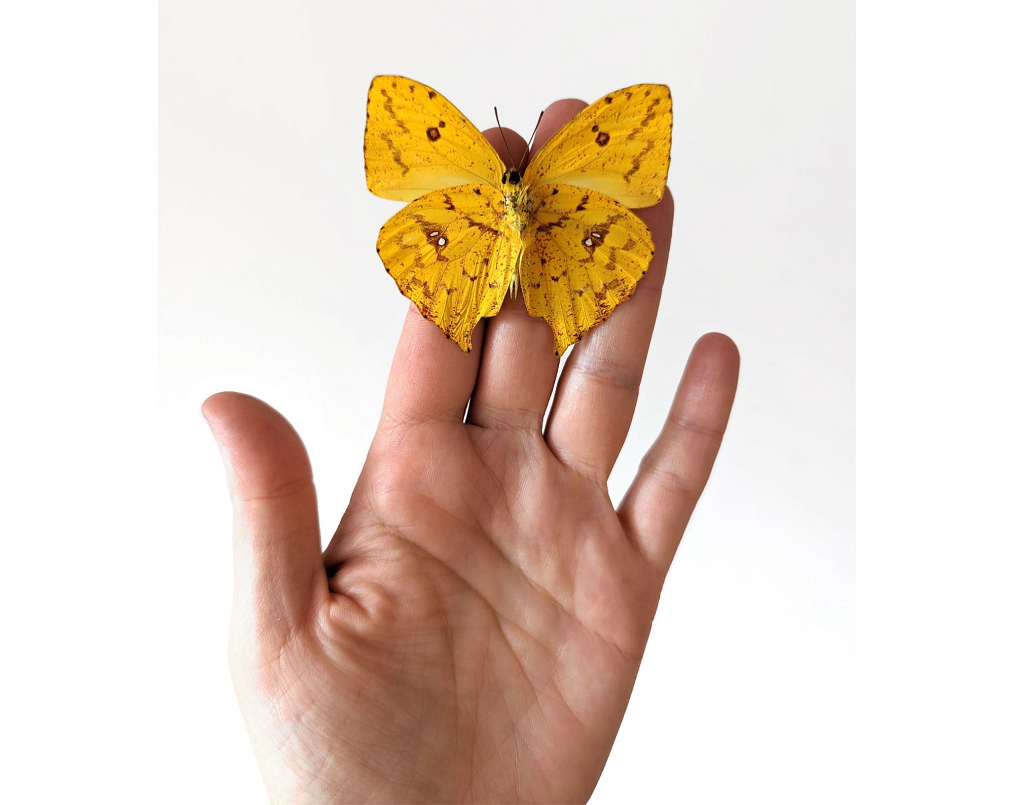 Phoebis rurina (verso) ♂  Schmetterling InsectArt