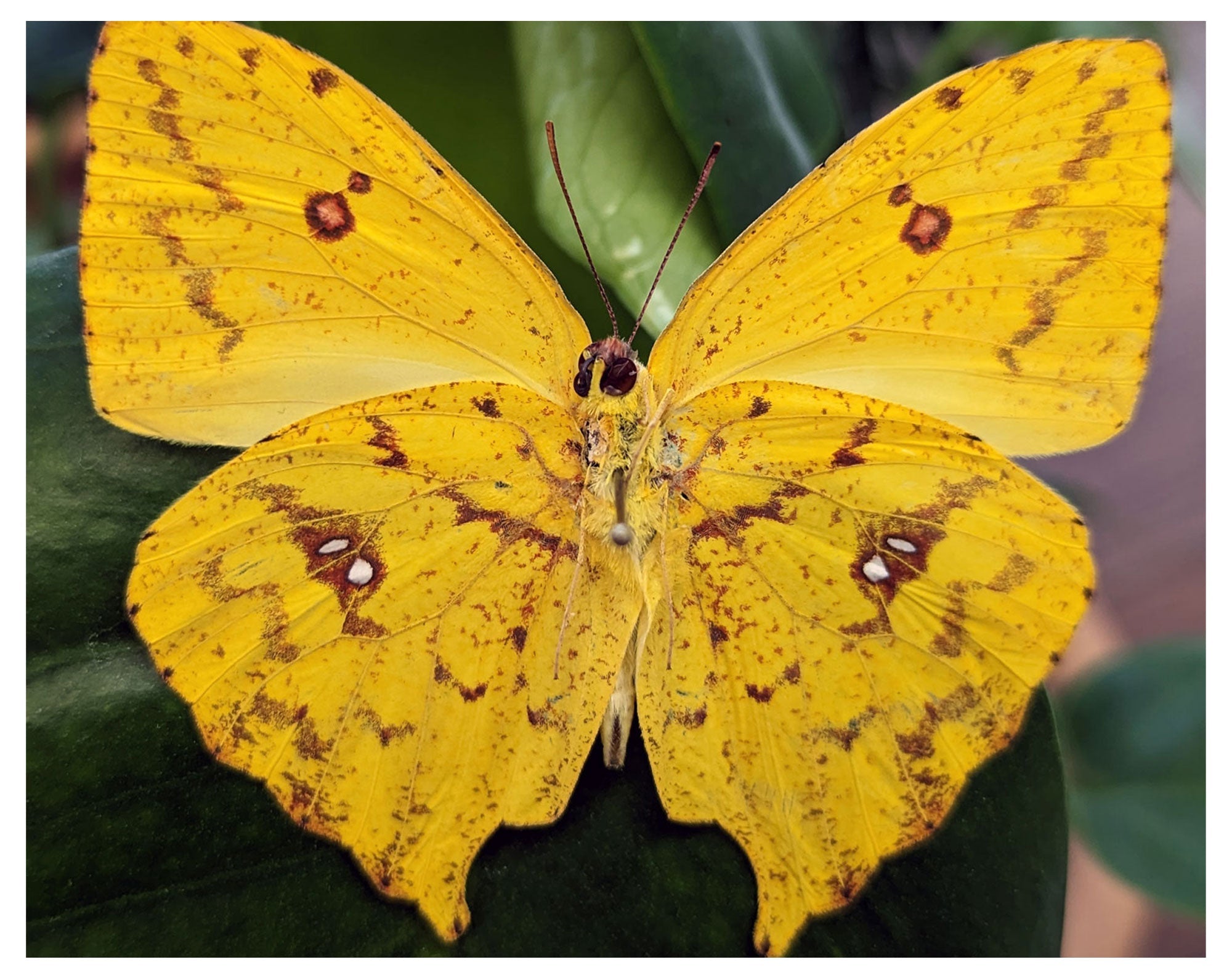 Phoebis rurina (verso) ♂  Schmetterling InsectArt