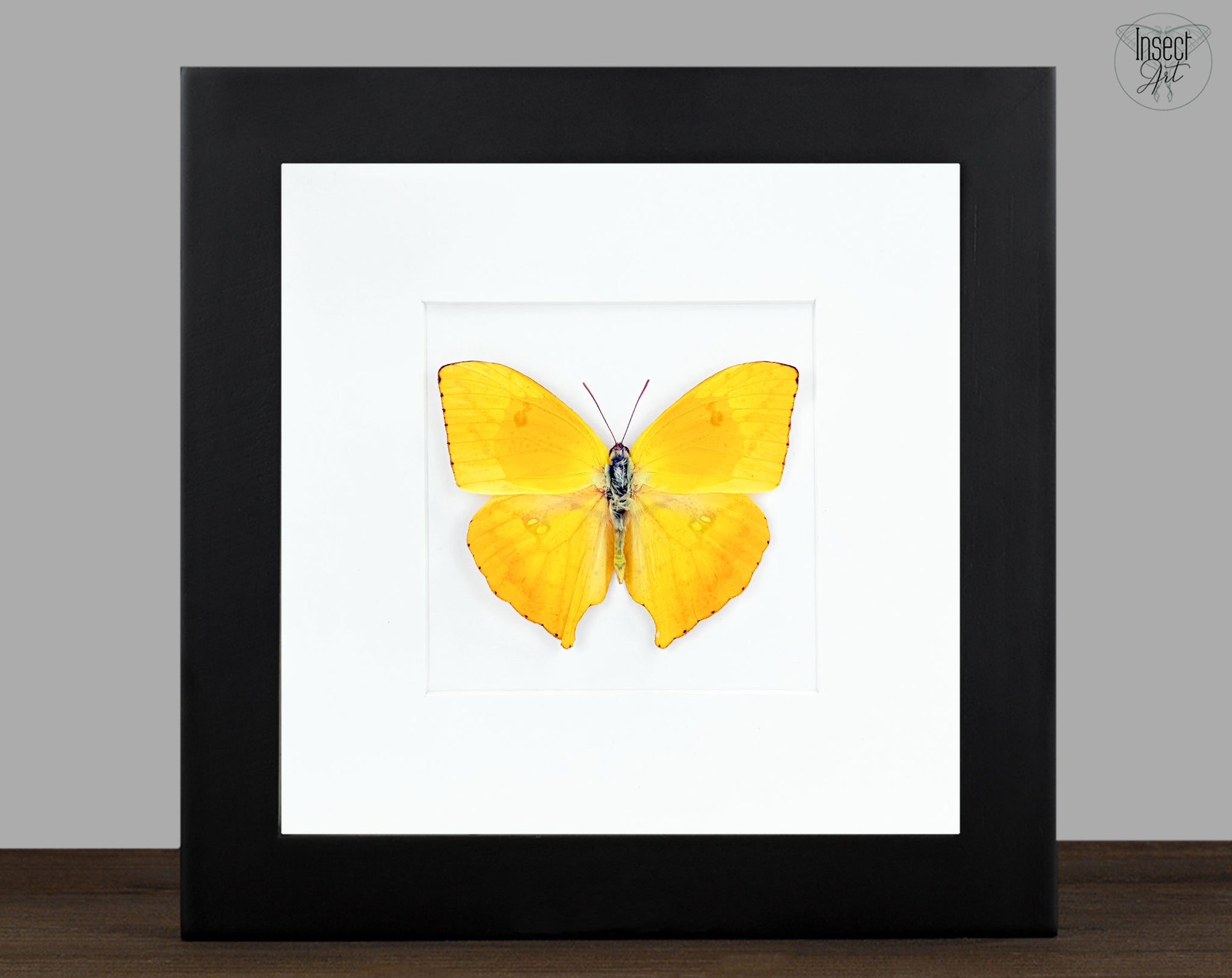 Phoebis rurina | Echter Zitronenfalter Schmetterling im Rahmen