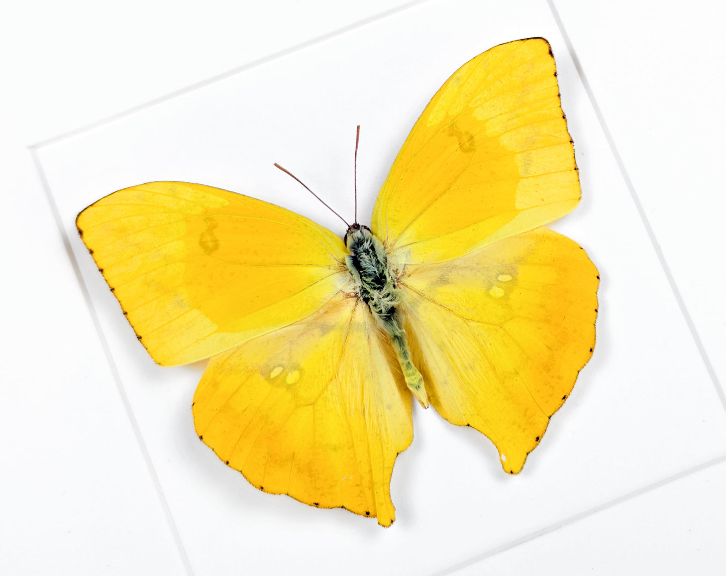 Phoebis rurina | Echter Zitronenfalter Schmetterling im Rahmen