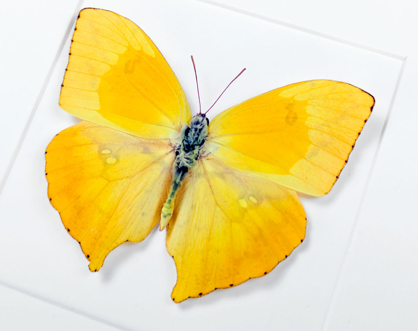 Phoebis rurina | Echter Zitronenfalter Schmetterling im Rahmen