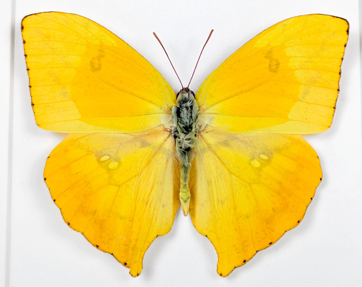 Phoebis rurina | Echter Zitronenfalter Schmetterling im Rahmen