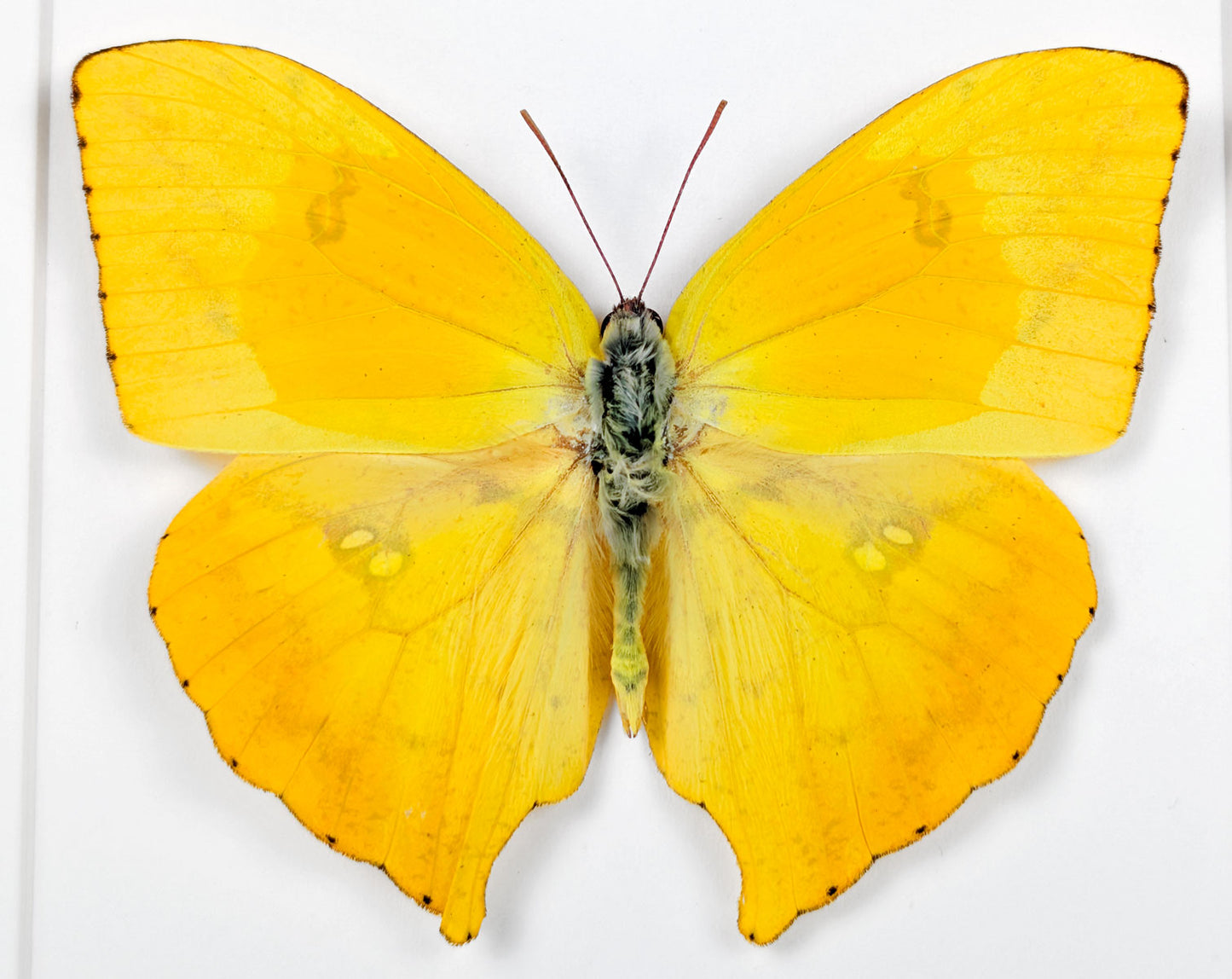 Phoebis rurina | Echter Zitronenfalter Schmetterling im Rahmen