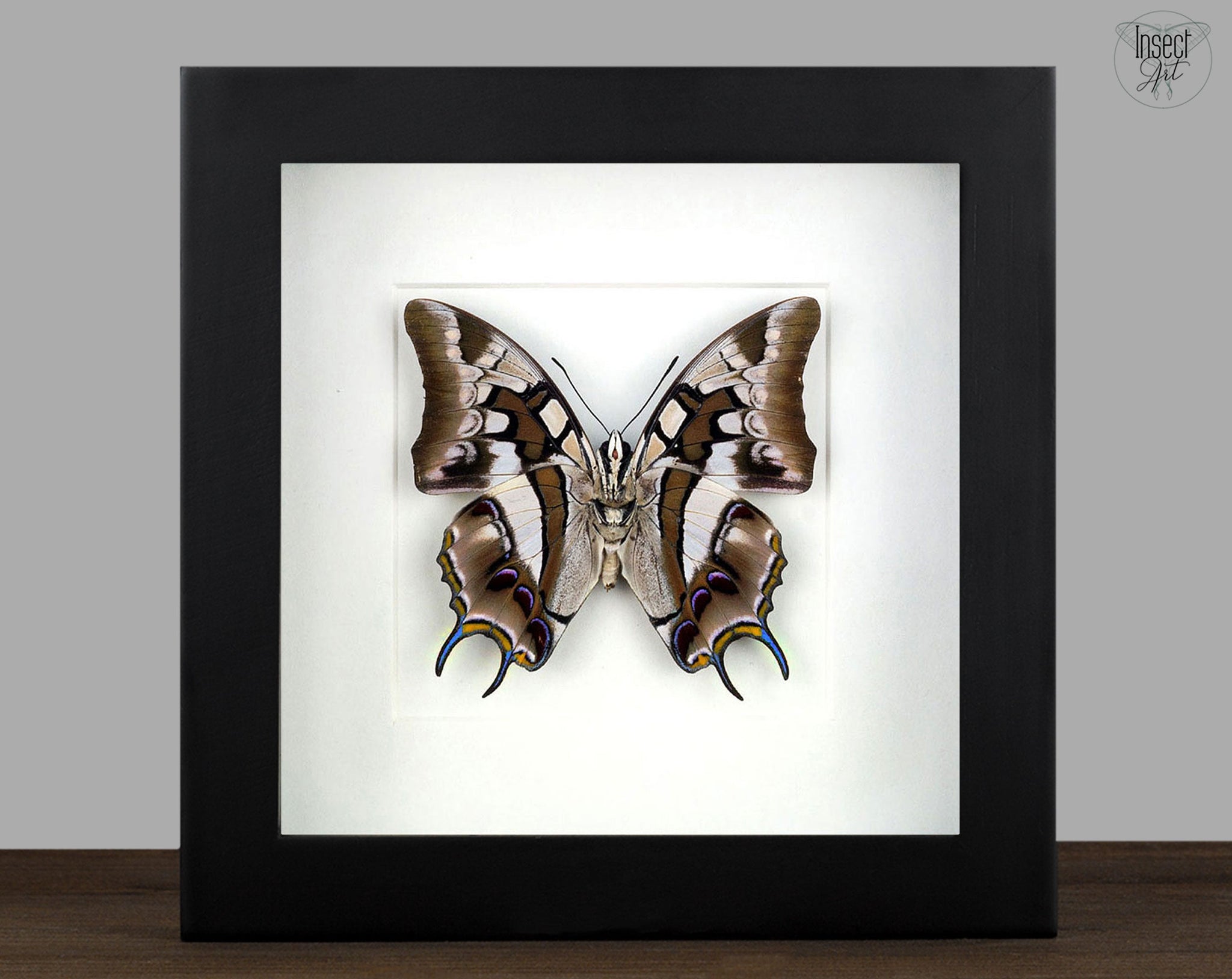 Polyura cognatus (verso)  Schmetterling InsectArt